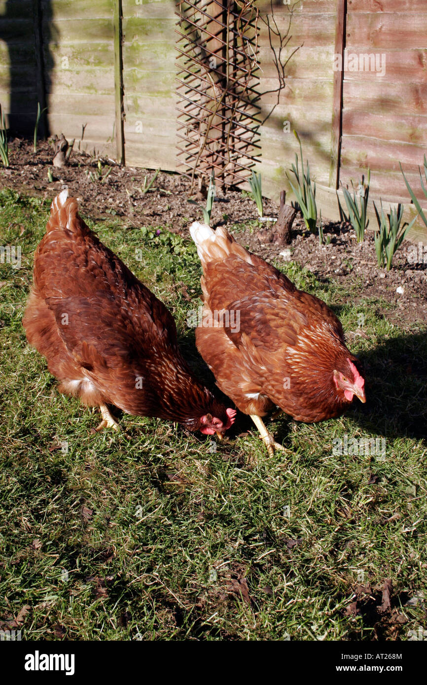 Back garden chickens hires stock photography and images Alamy