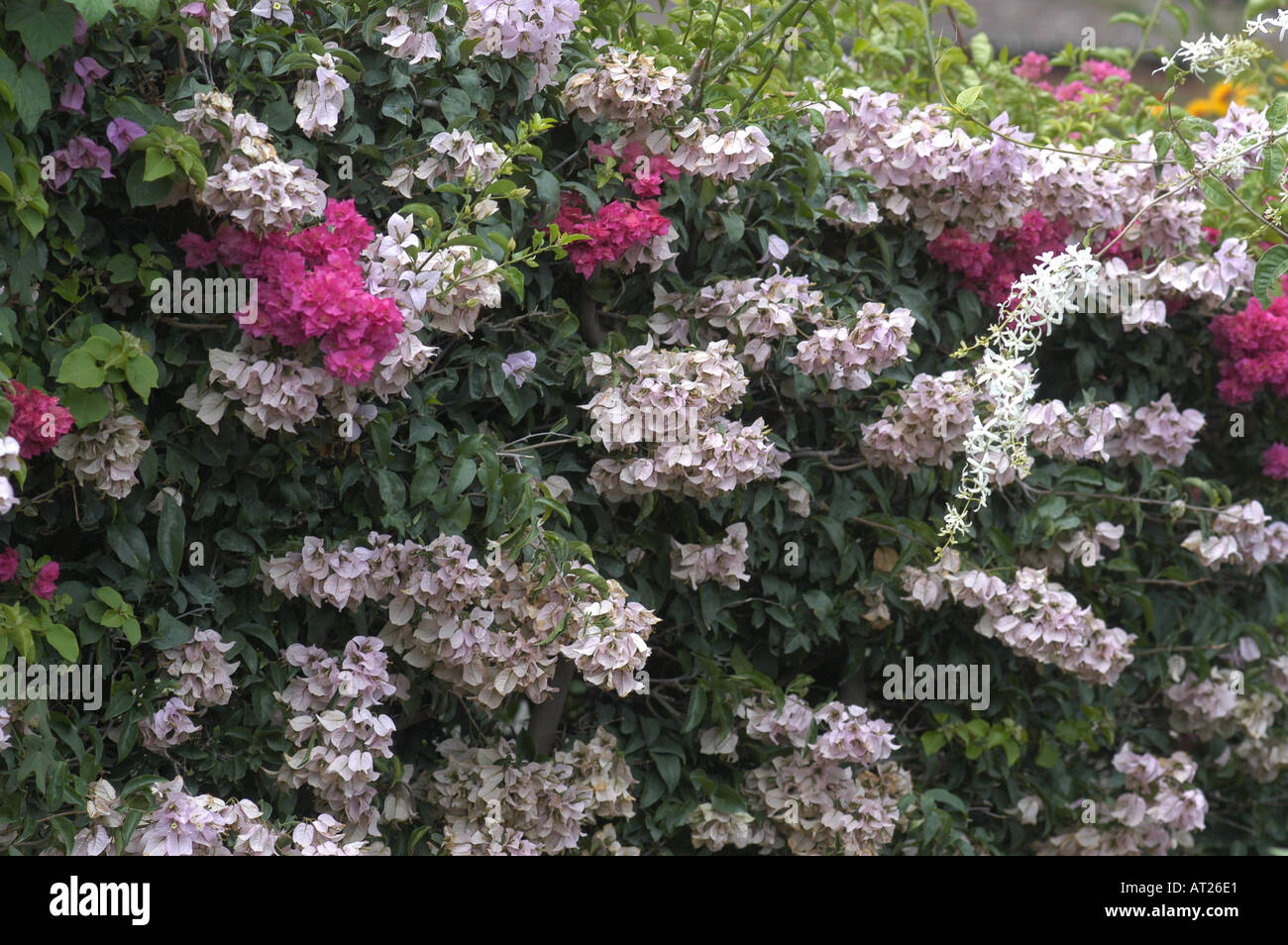 Flowers in a garden Stock Photo