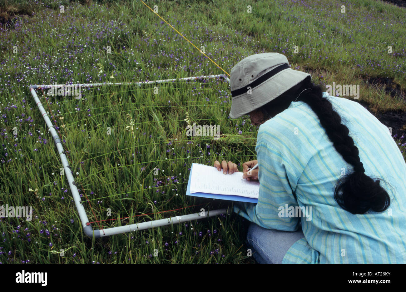 Enumeration of herbaceaus vegetation using 1 X 1 m quadrat method lateritic plateau vegetation Stock Photo