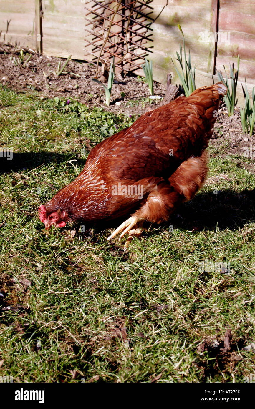 FREERANGE CHICKEN IN A RURAL GARDEN Stock Photo Alamy