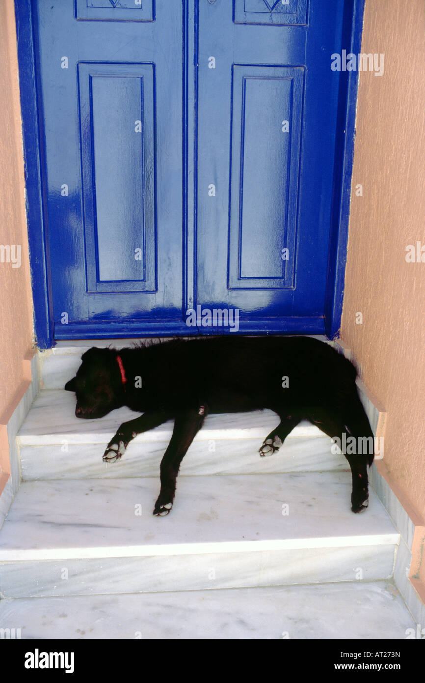 Dog sleeping in doorway Stock Photo Alamy
