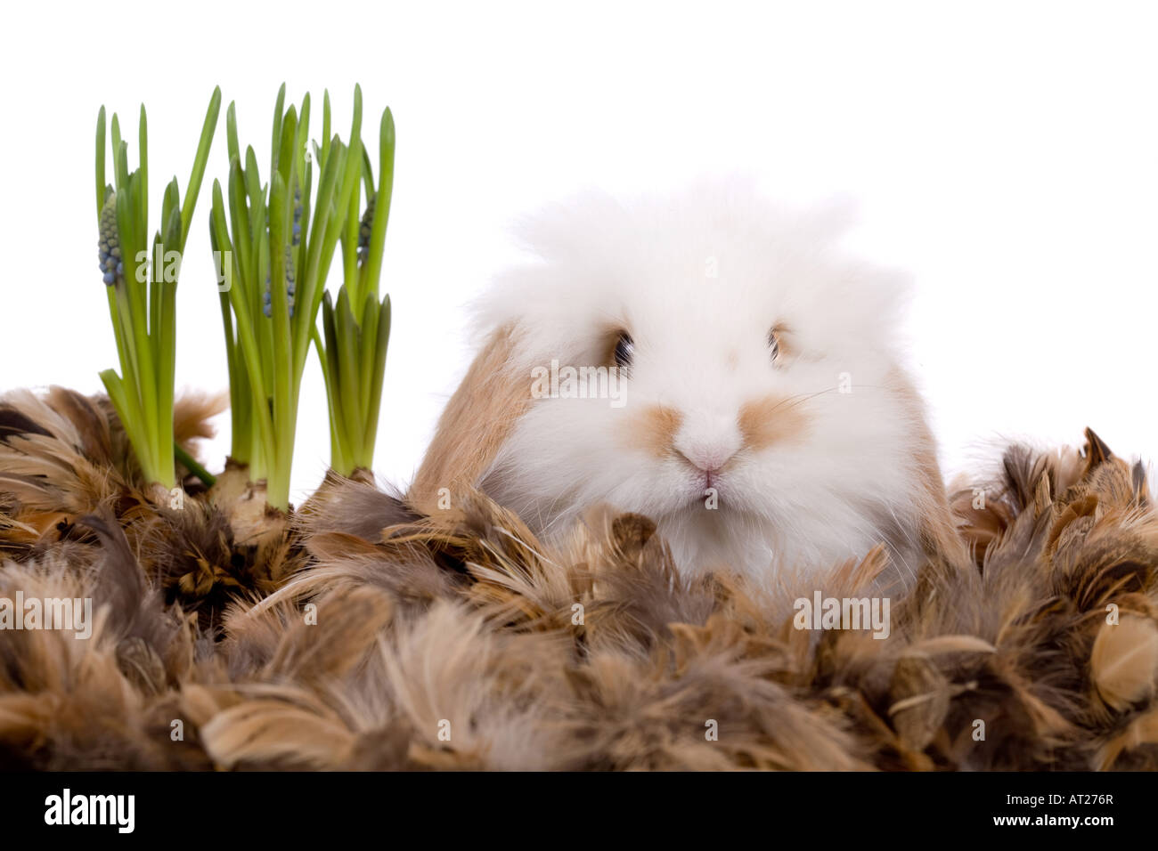 Cute white long haired easter bunny on white background Stock Photo