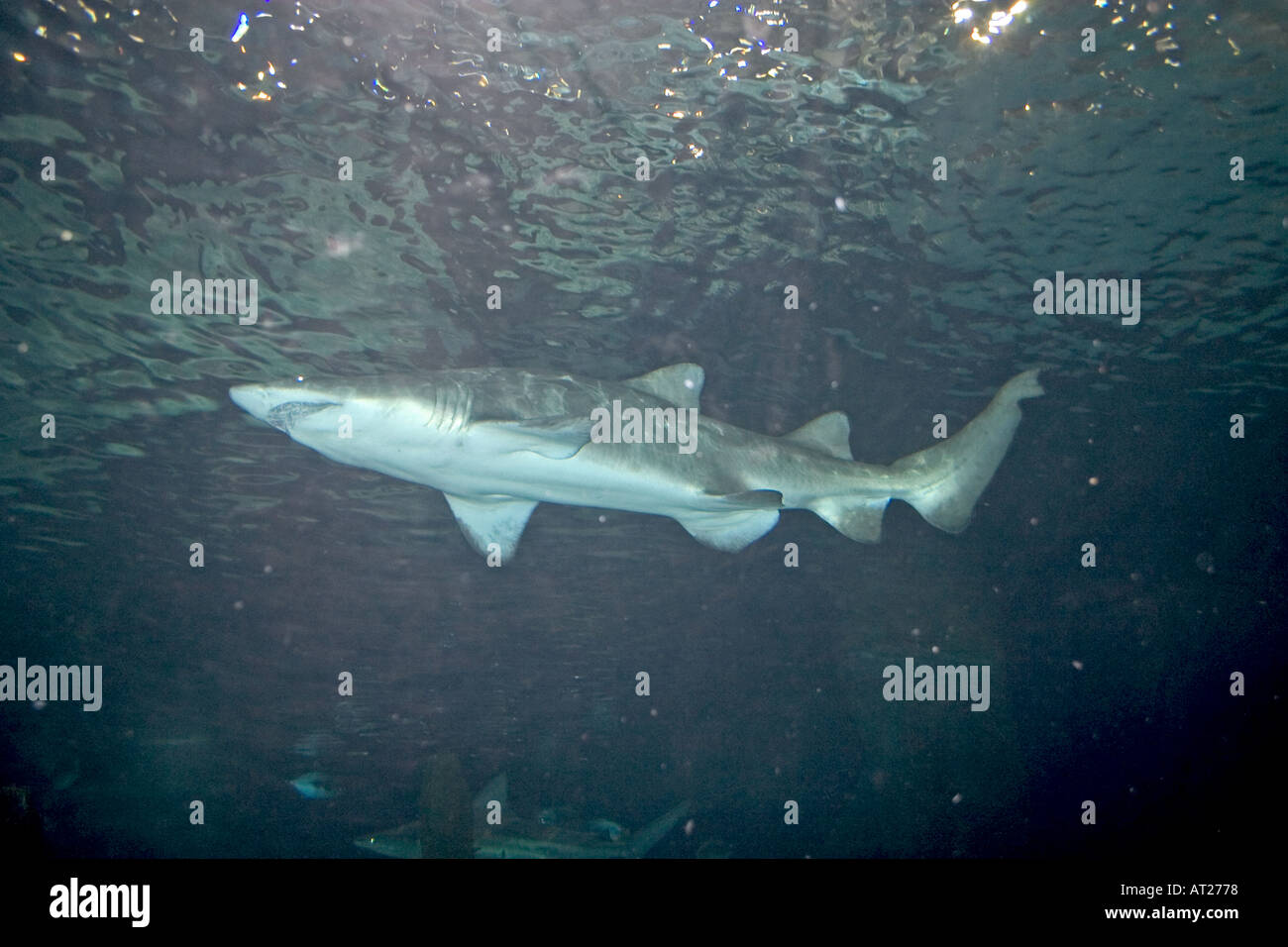 Brown Shark Carcharhinus plumbeus in the Underwater Adventures tunnel