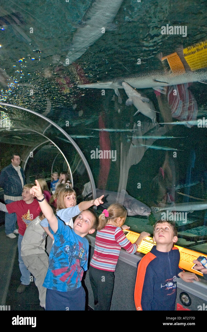 Longnose Gar Lepisosteus osseus in the tunnel of Underwater Adventures in The Mall of America. Bloomington Minnesota MN USA Stock Photo