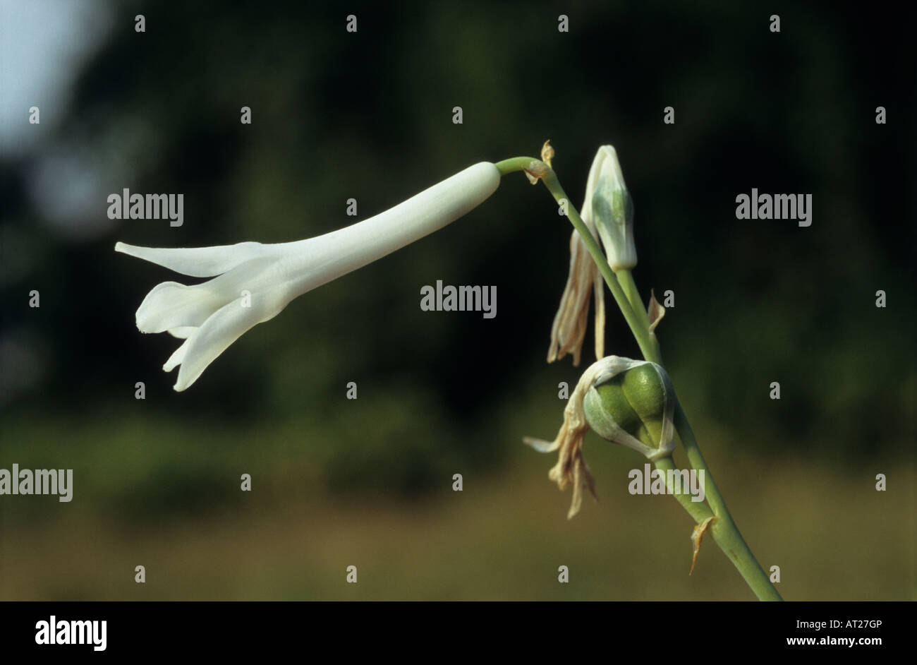 Flower of endemic threatened Dipcadi concanense liliaceae family, Monsoon ephemeral at Ratnagiri Plateau, Maharashara, India Stock Photo