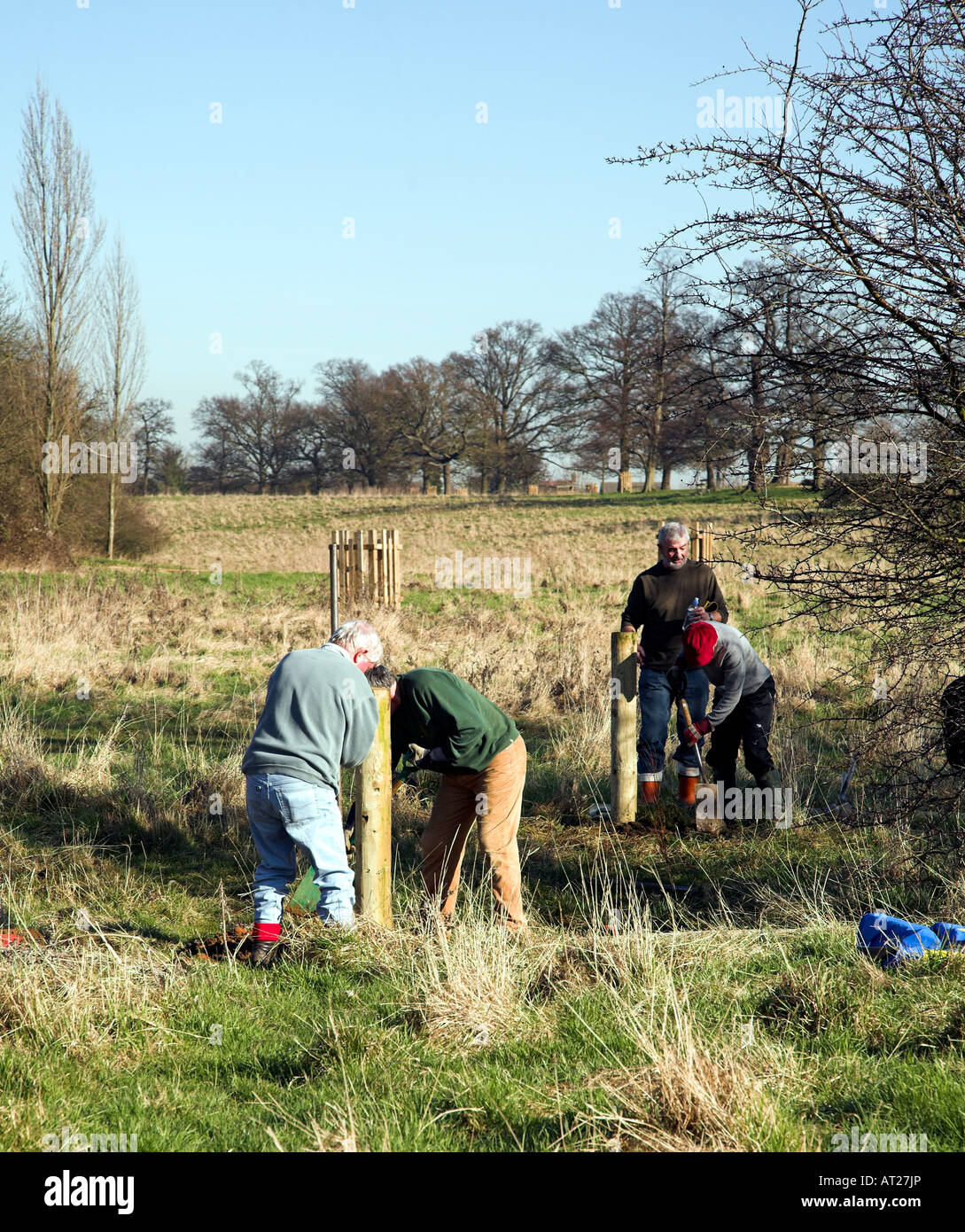 Volunteers planting new trees in Pishiobury Park in Sawbridgeworth, Hertfordshire. Stock Photo
