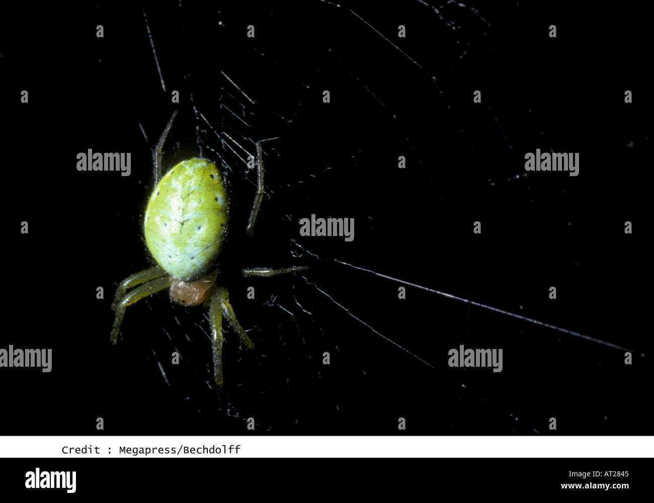 Squash spider Stock Photo