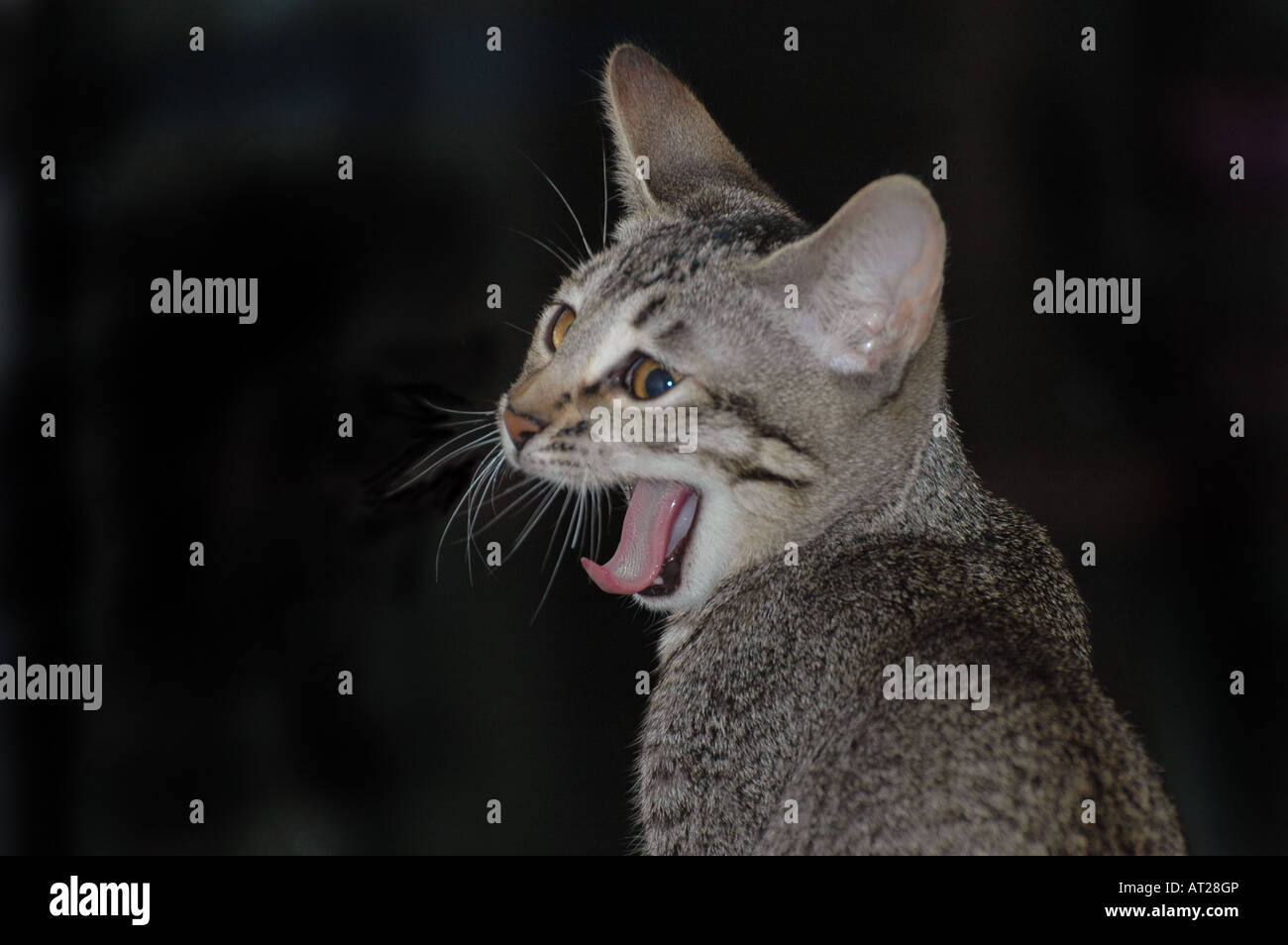 Yawning kitten Stock Photo