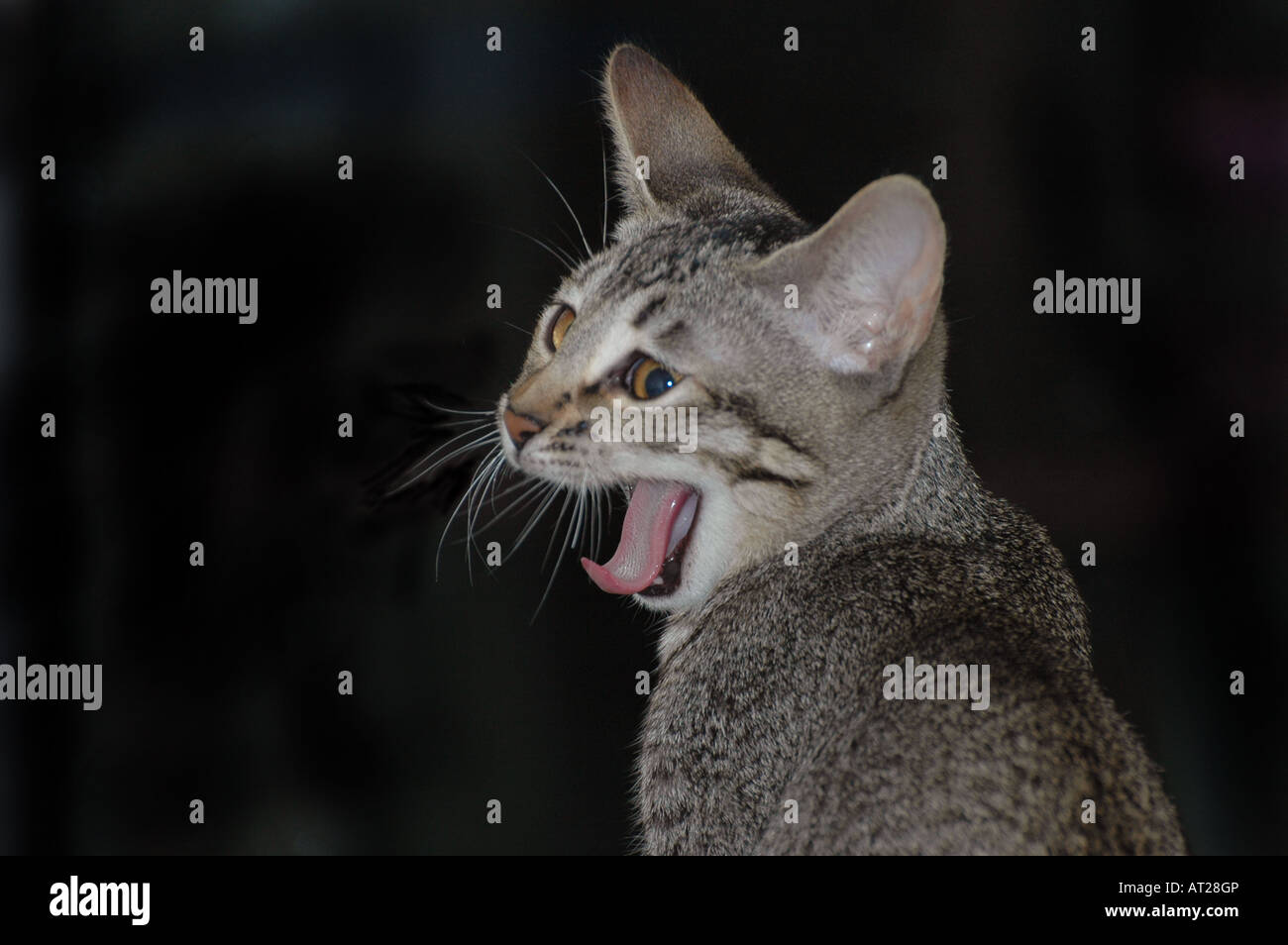 Yawning kitten hi-res stock photography and images - Alamy
