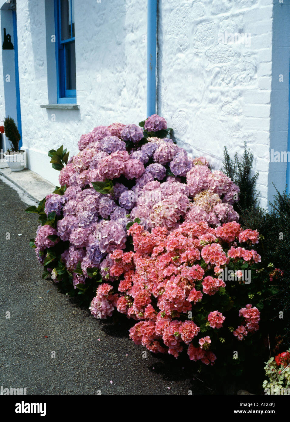 Pink and mauve hydrangeas in front of whitewashed cottage wall Stock Photo