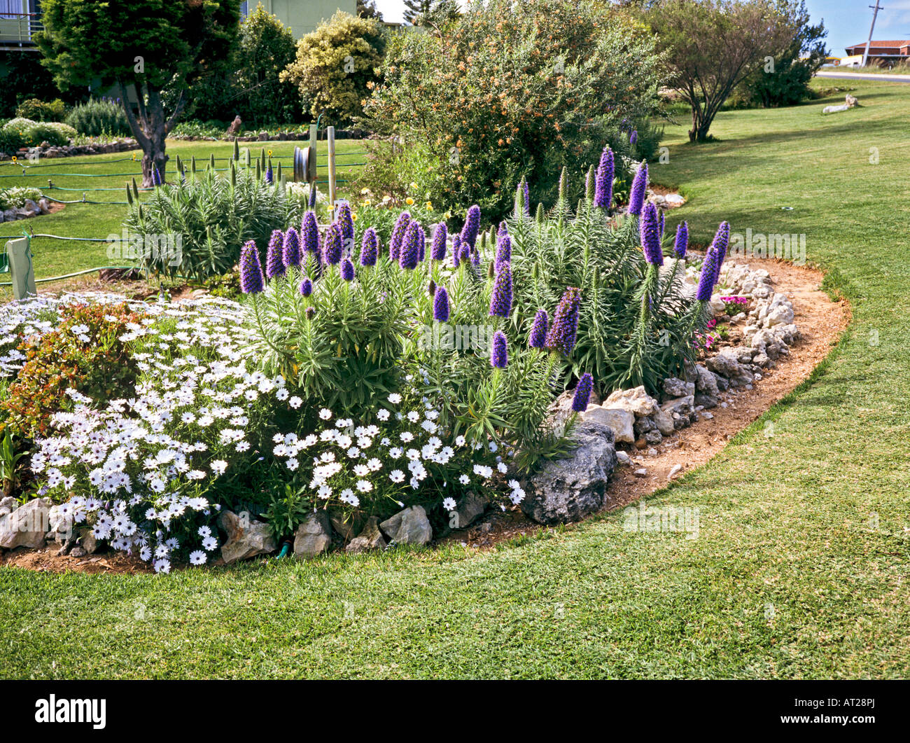 Pride Of Madeira Or Echium Candicans In A Private Garden In Guilderton North Of Perth Western Australia Stock Photo Alamy