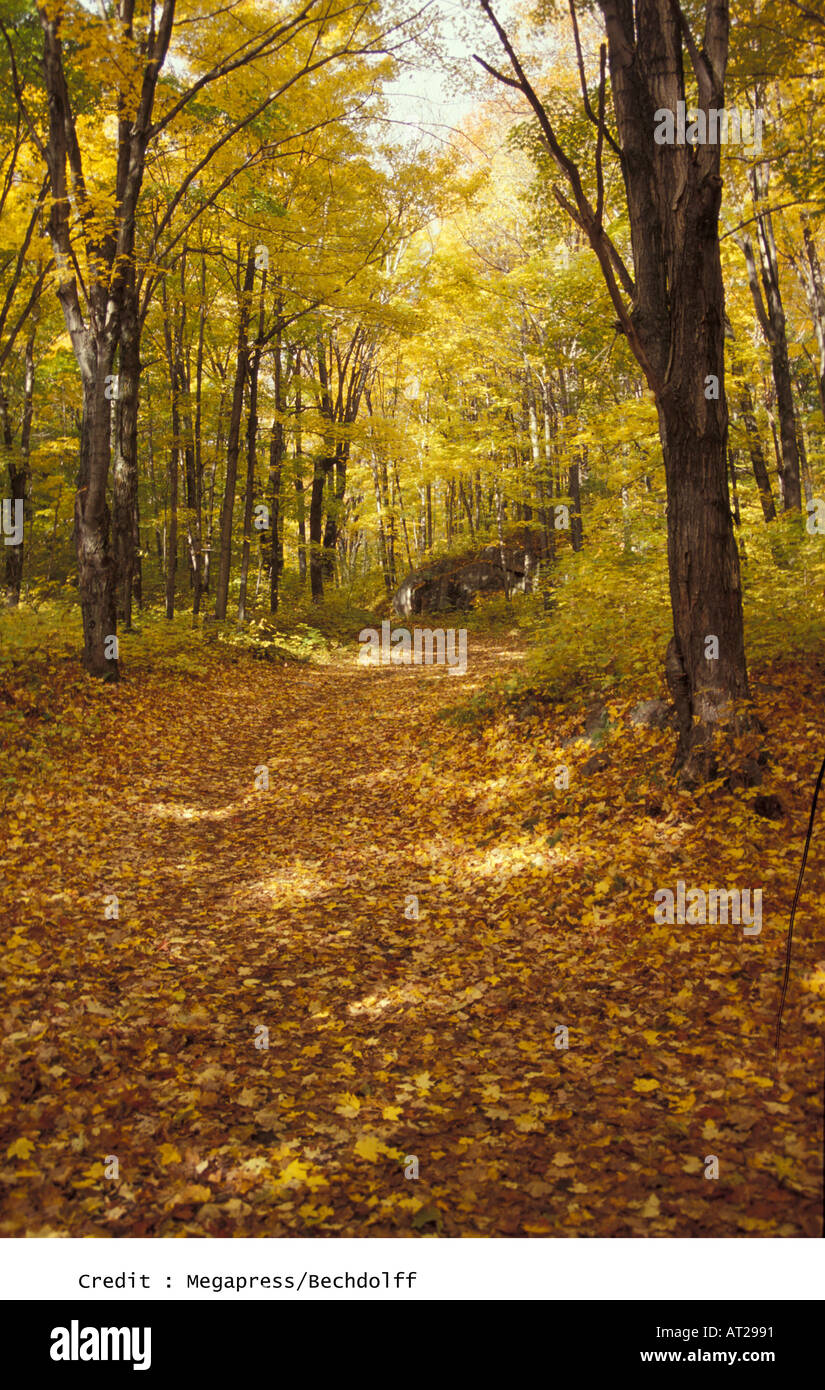 Forest during the autum season Stock Photo