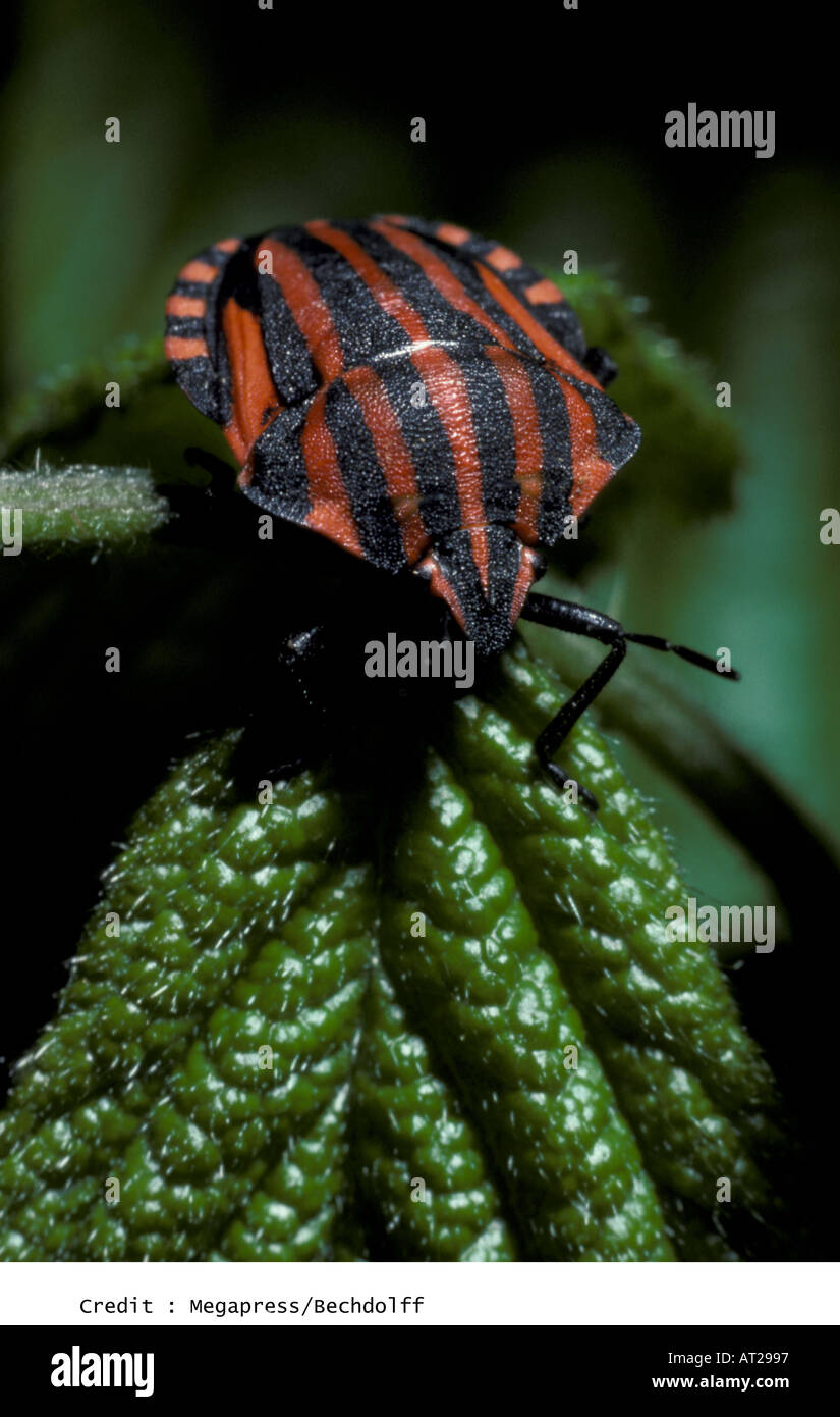 Striped insect hi-res stock photography and images - Alamy
