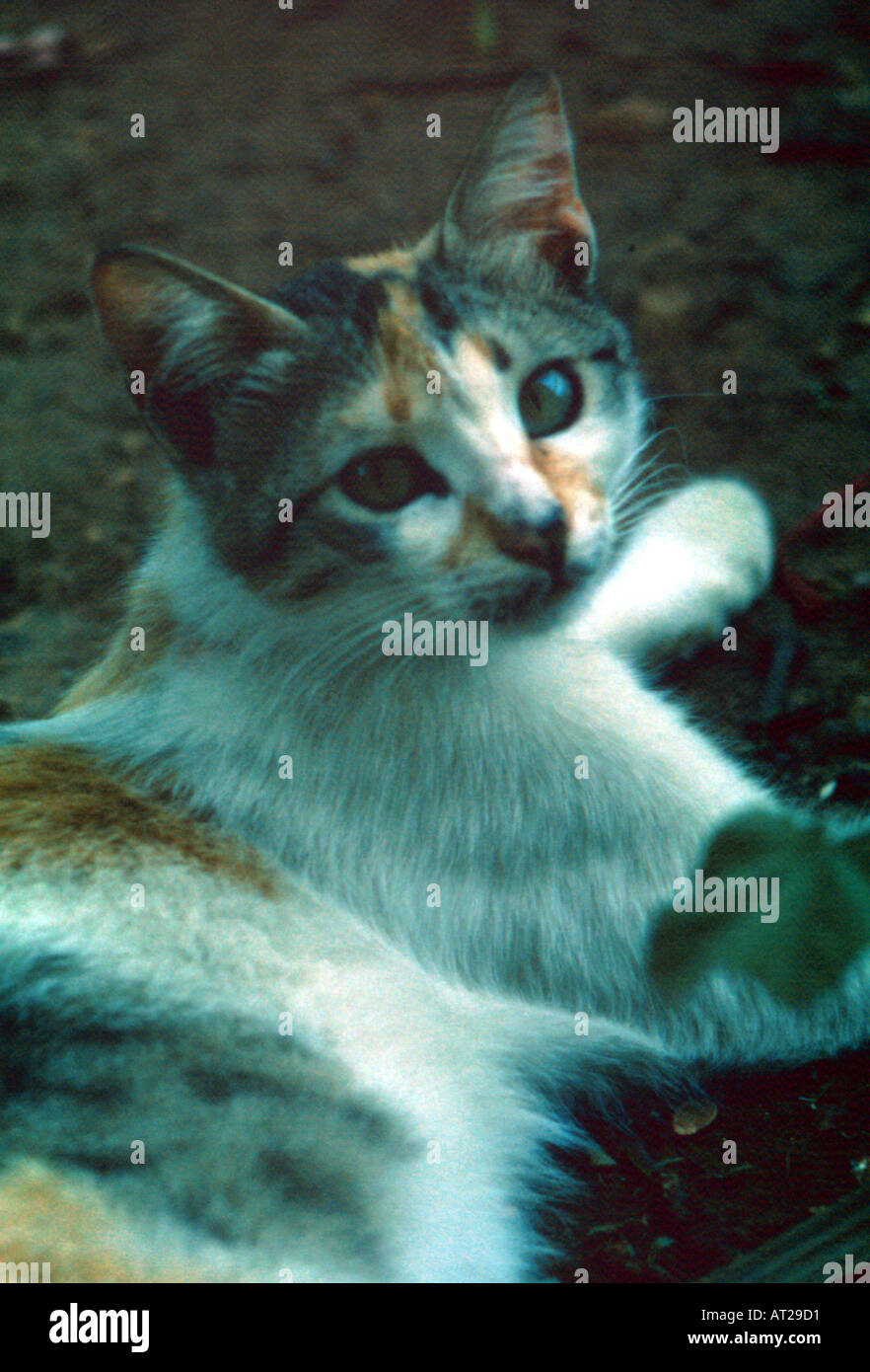 a local cat portraiture beirut lebanon Stock Photo Alamy