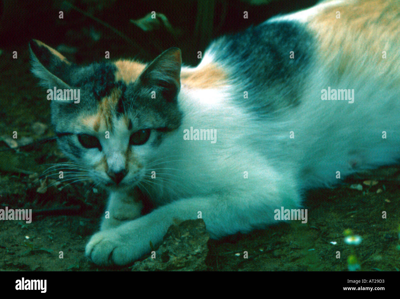 a local cat portraiture beirut lebanon Stock Photo Alamy