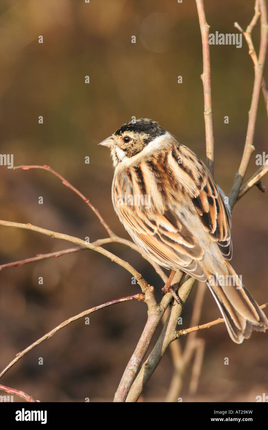 Reed Bunting Emberiza schoeniclus Perched in Tree Stock Photo