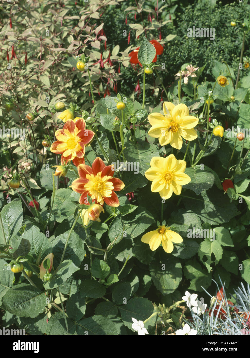 Close up dahlias hi-res stock photography and images - Alamy