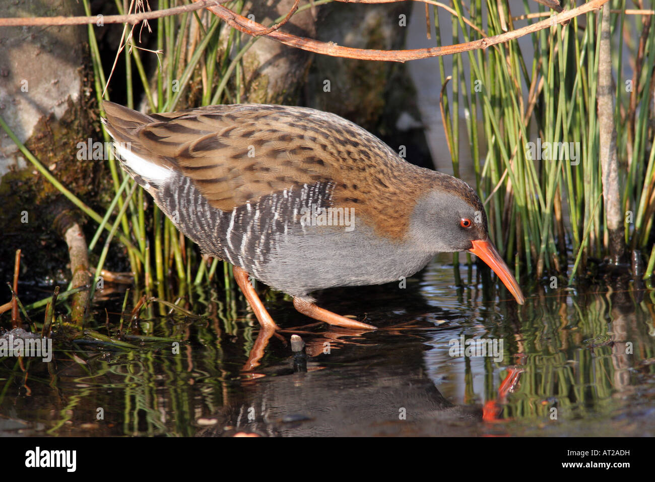 Water Rail Rallus aquaticus Feeding in Water Among Rushes United ...