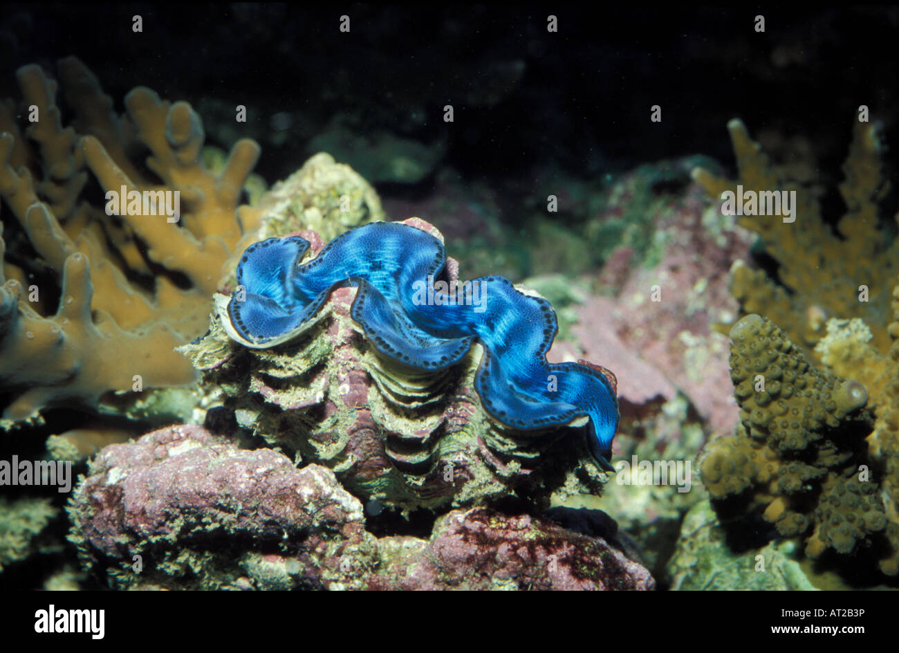 Tridacna crocea, Giant Clams,  Indo-Pacific mollusca. Stock Photo
