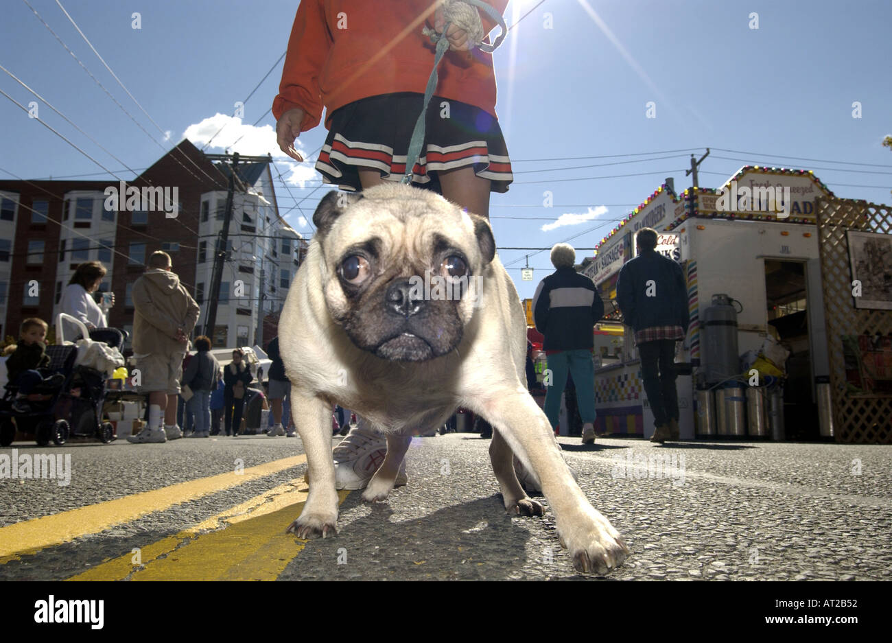 Small freaky dog pug bulldog looking at camera Stock Photo