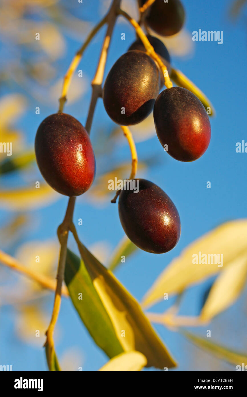 Olive tree, Italy Stock Photo Alamy