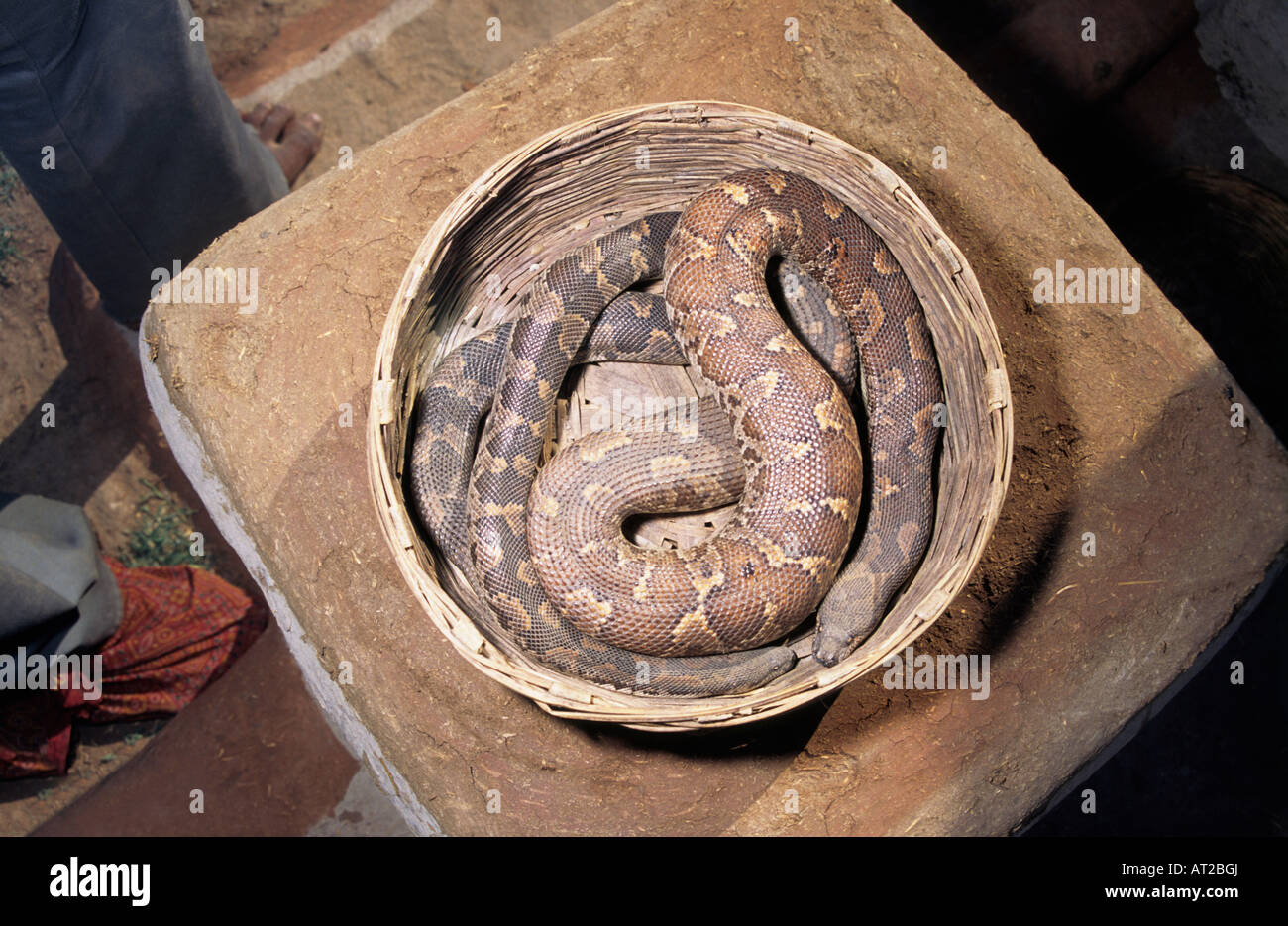 COMMON SAND BOA. Gongylophis conicus Non venomous. Kept in basket for display by Kalbeliya Snake Charmers Madhya Pradesh, India Stock Photo