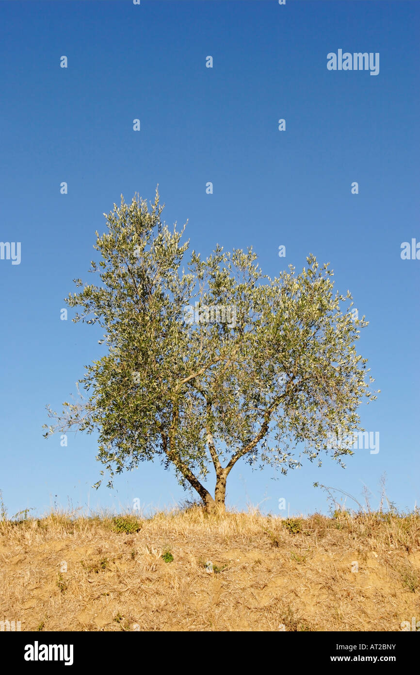 Olive tree, Italy Stock Photo Alamy