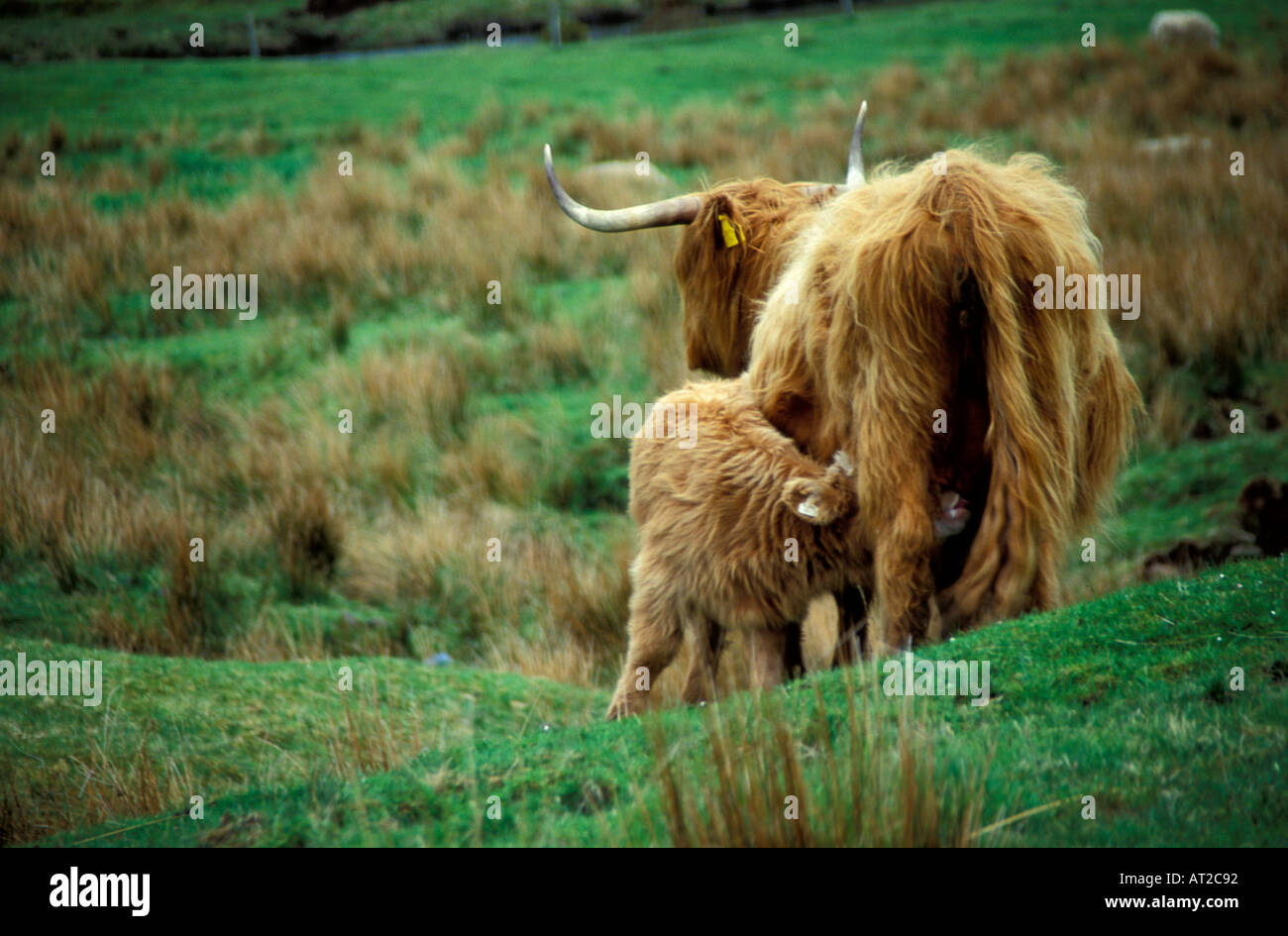 Highland Cow and Calf Stock Photo - Alamy