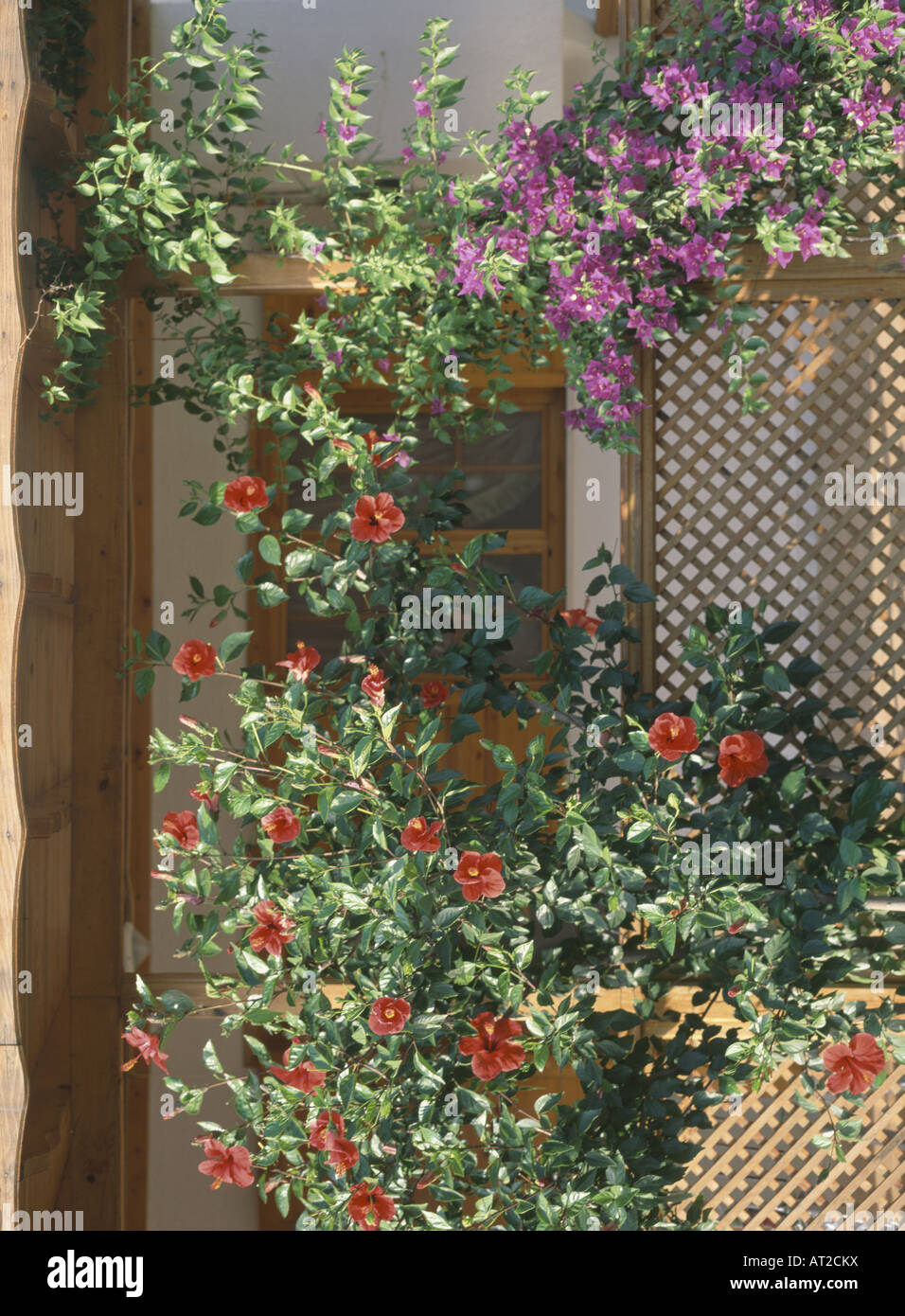 Close up of red hibiscus and purple clematis on trellis in front of veranda  Stock Photo - Alamy