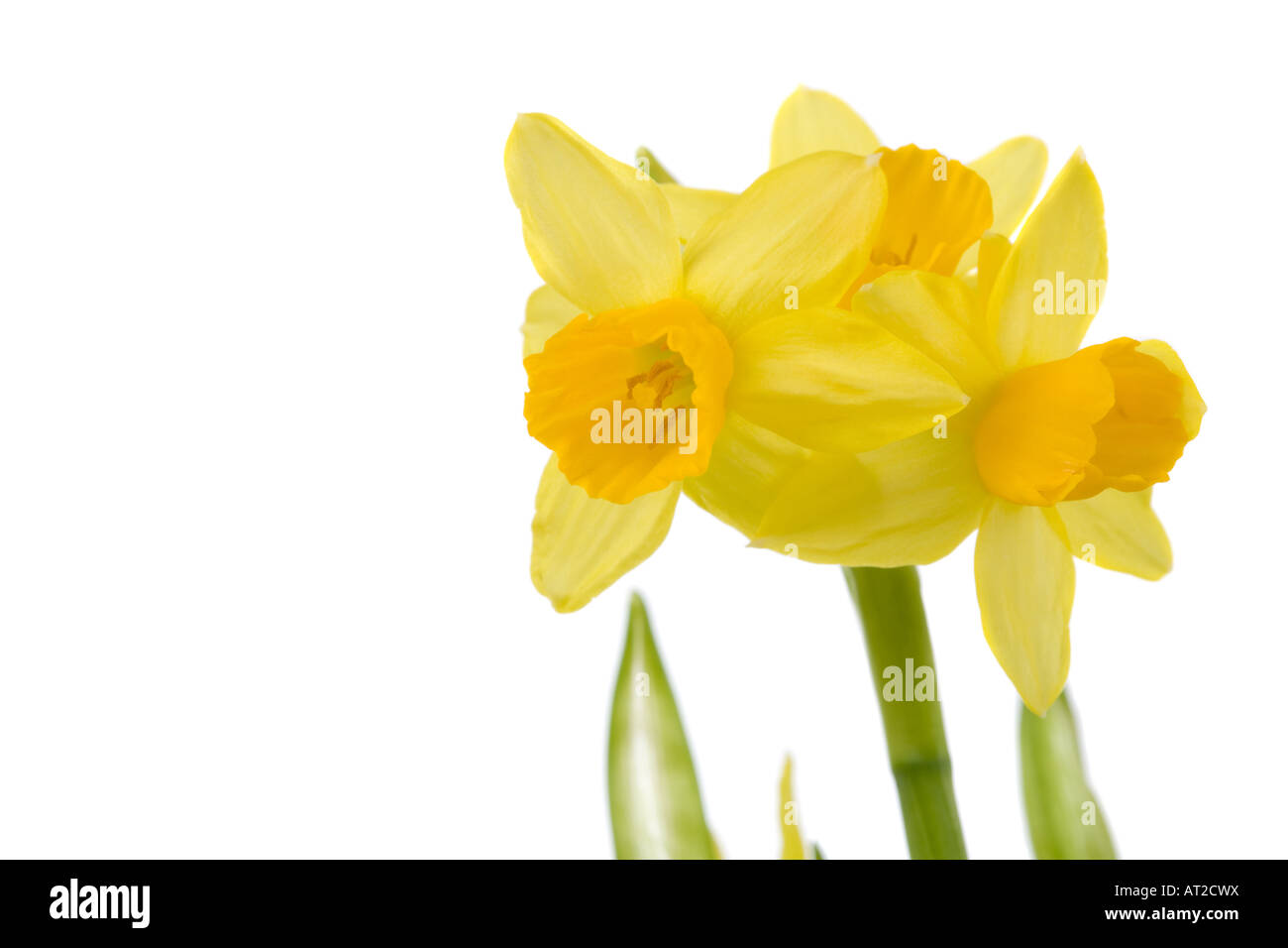 Pretty yellow daffodils on white background isolated Stock Photo - Alamy