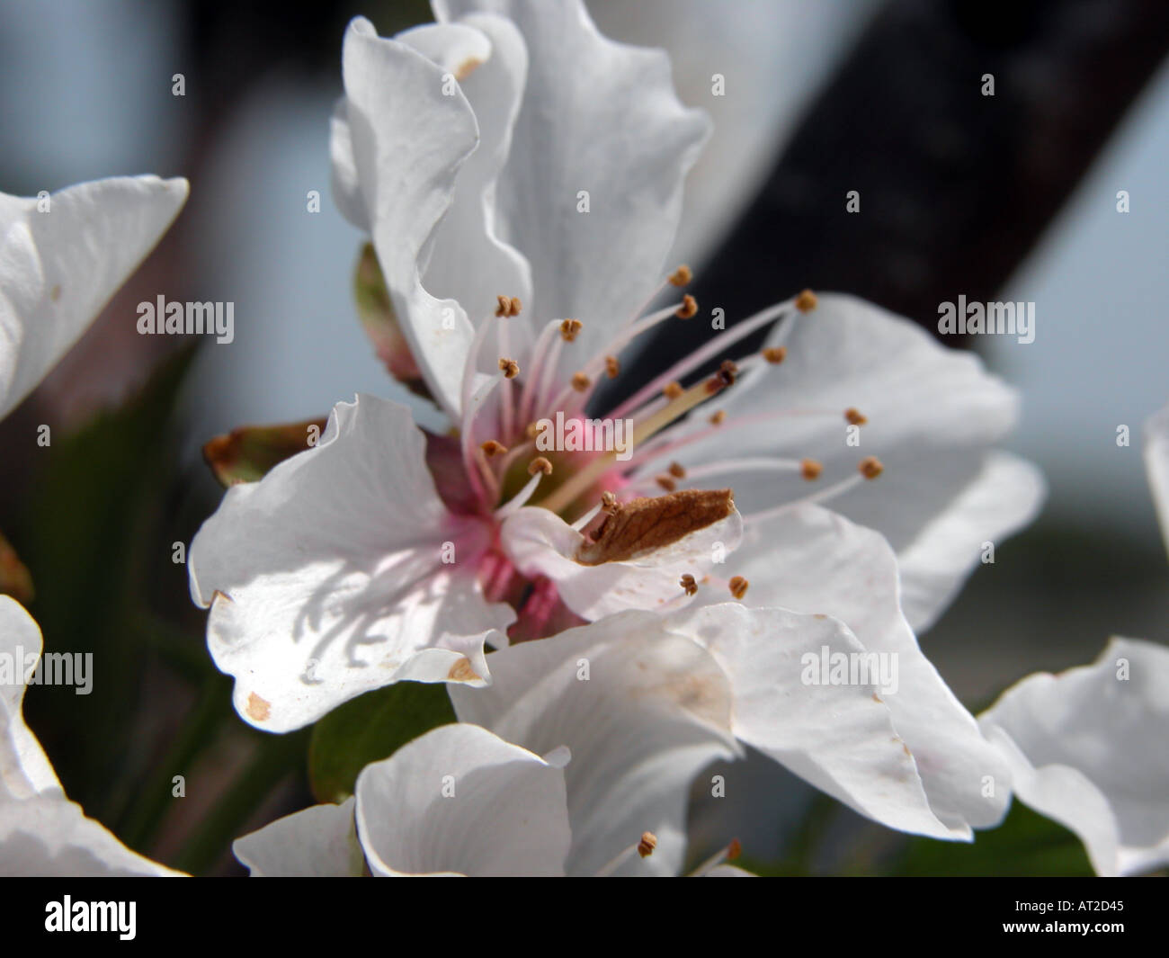Cherry tree california orchard hires stock photography and images Alamy