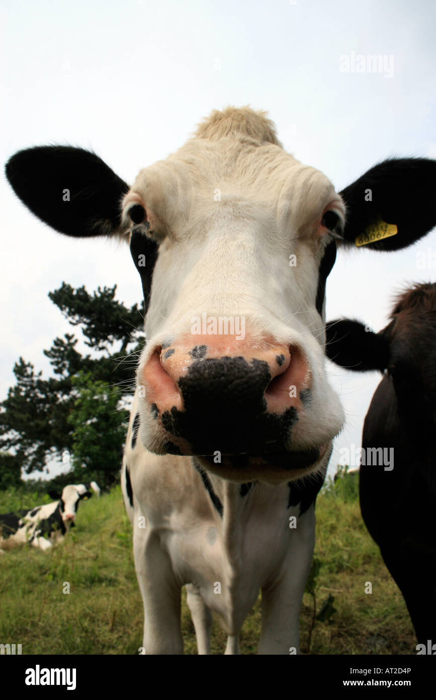 Close up of a dairy cow Stock Photo - Alamy