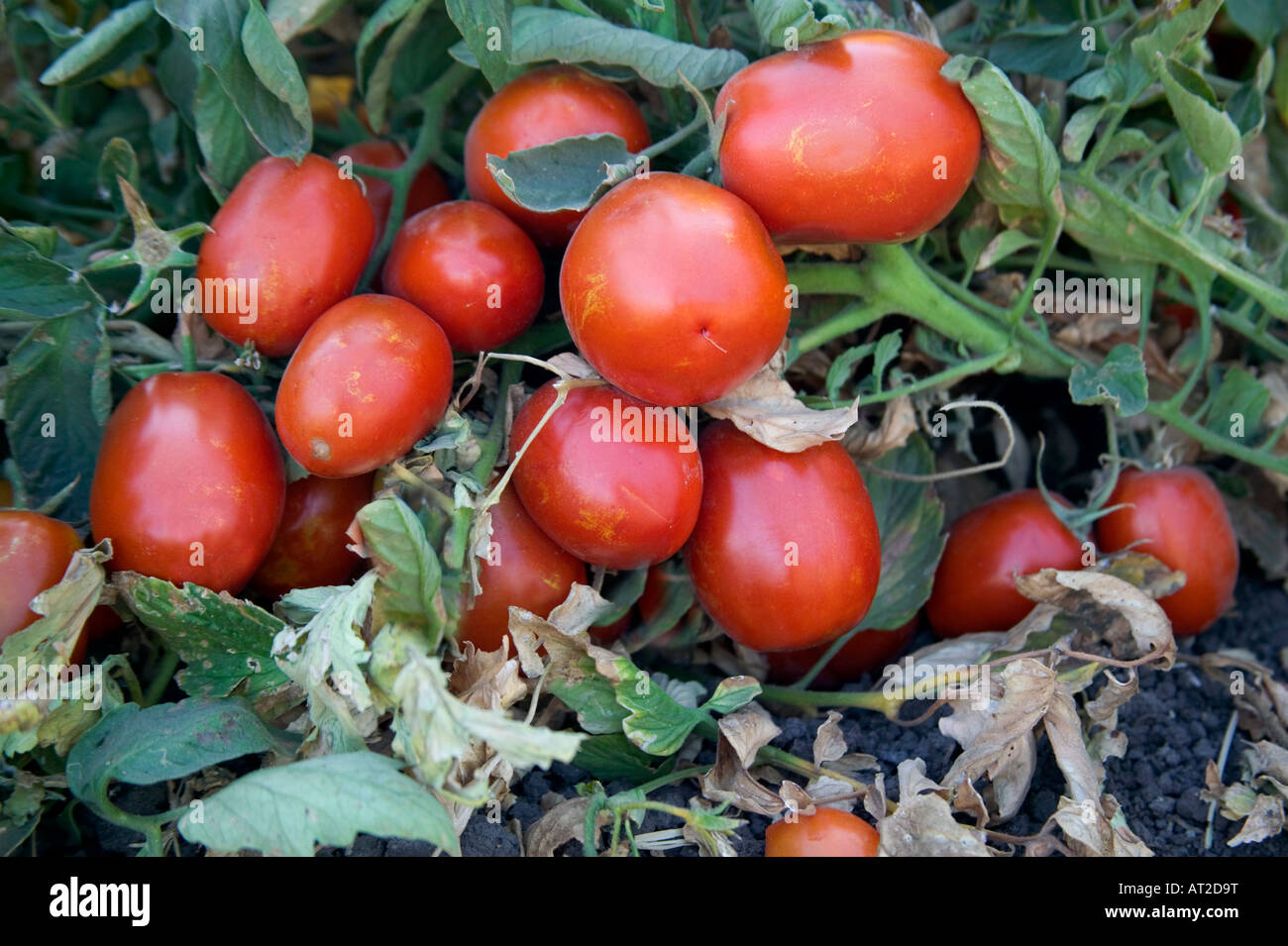 Ripe Tomatoes on vine,  preharvest. Stock Photo