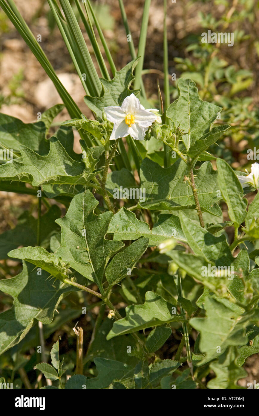 Horse Nettle Solanum carolinense St Louis Missouri United States 31 August Solanaceae Stock Photo