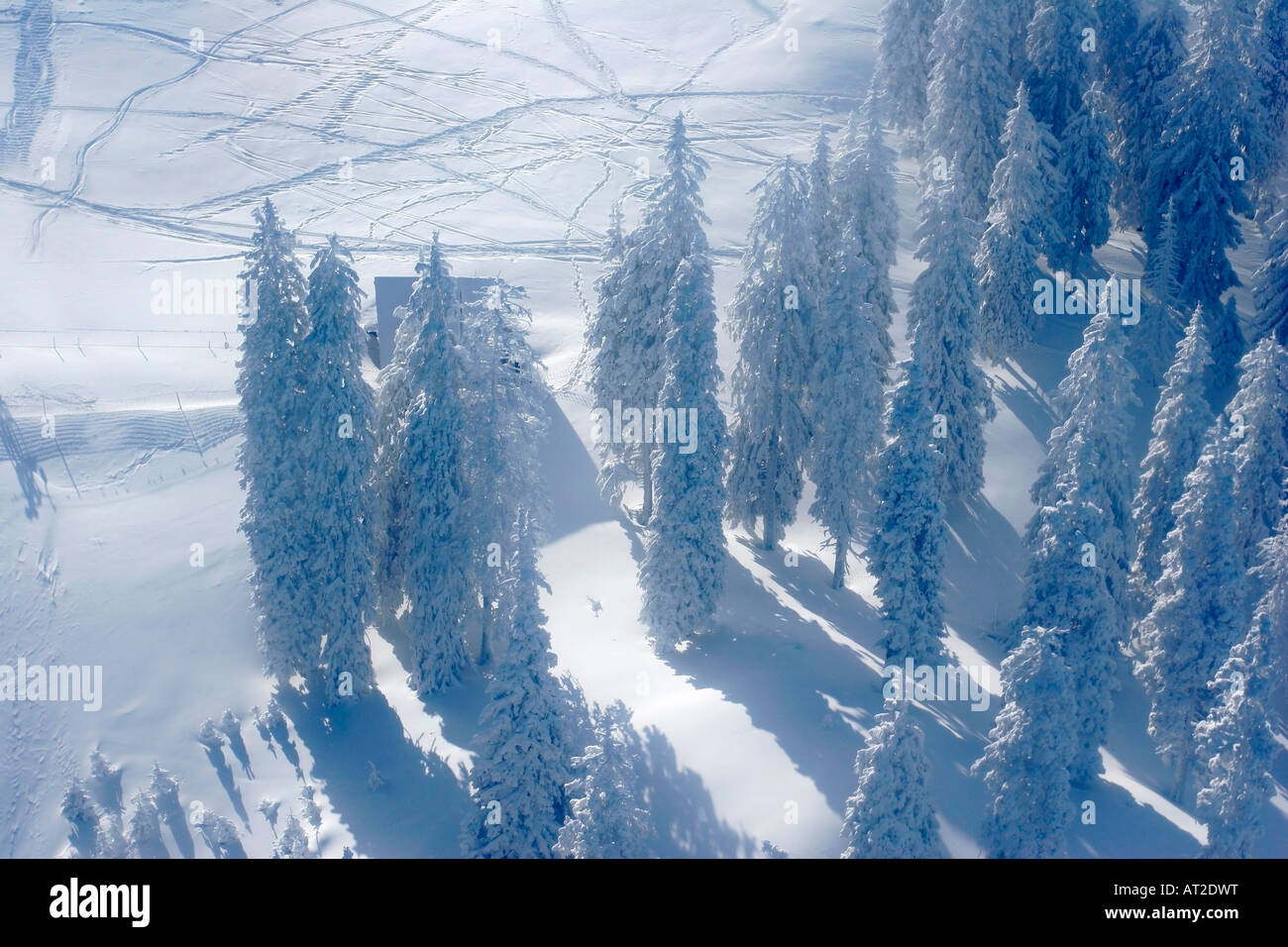 Pine trees covered by snow Stock Photo - Alamy