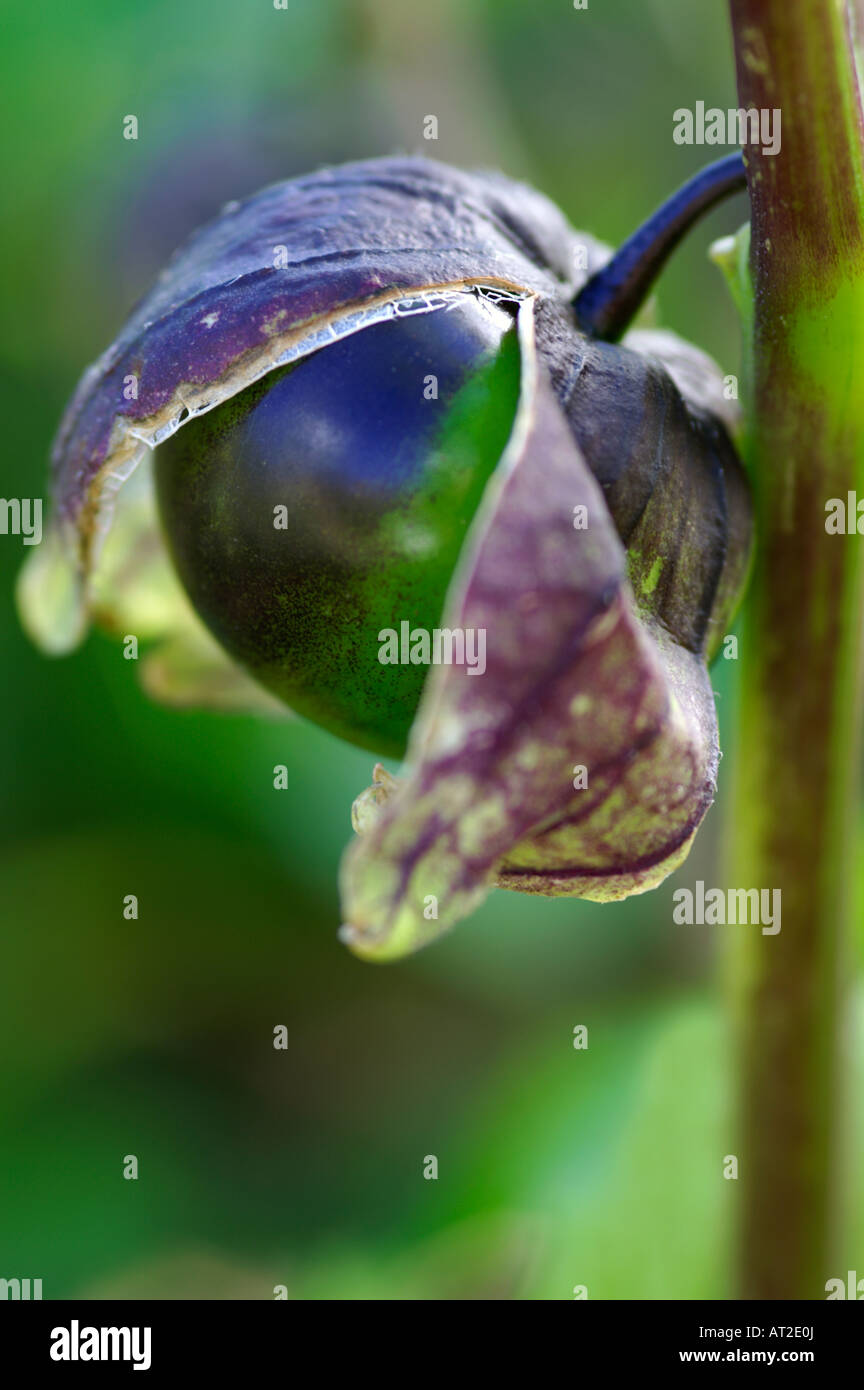 Physalis philadelphica Tomatillo Violet Stock Photo