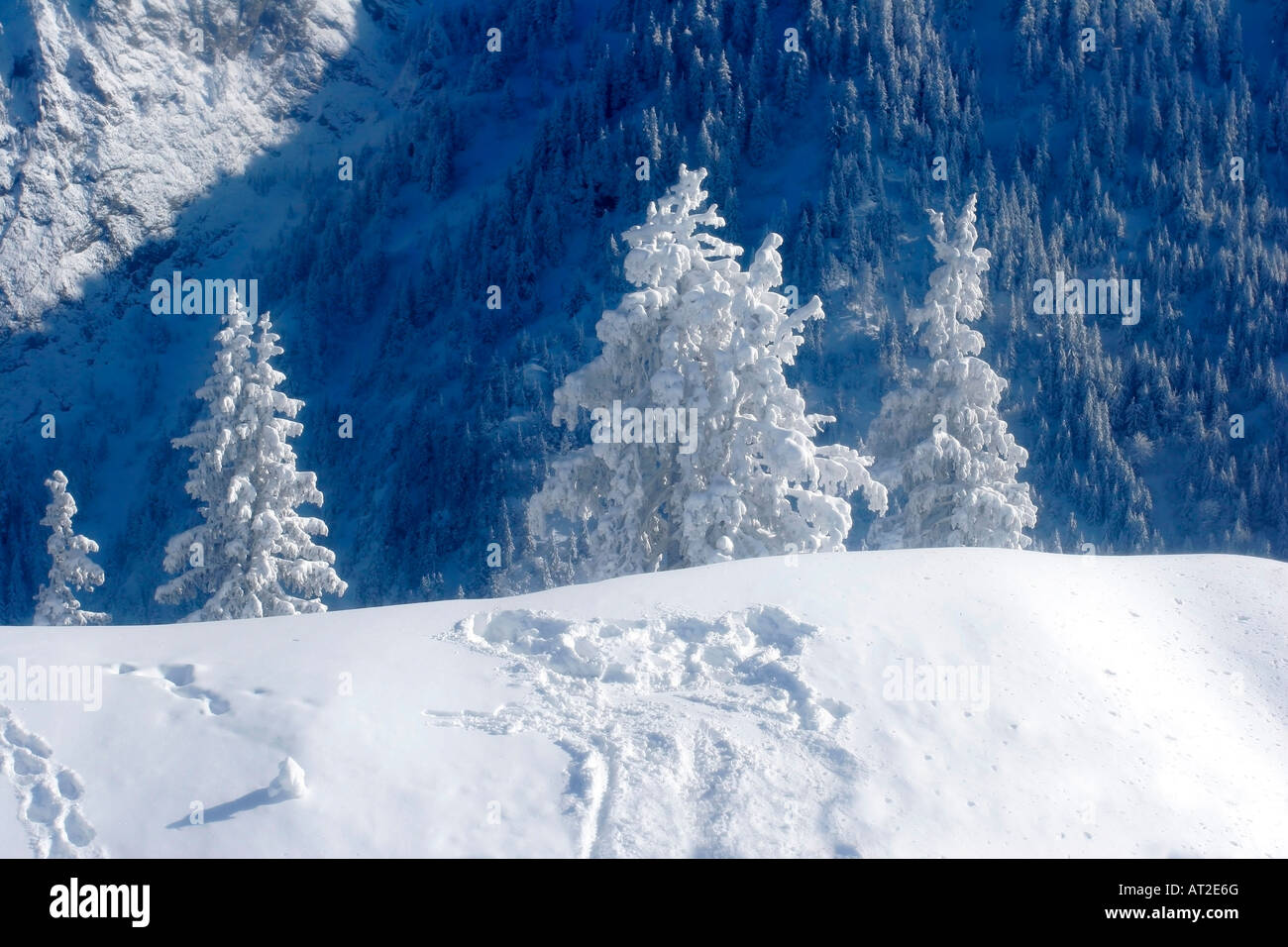 Pine trees covered by snow Stock Photo - Alamy