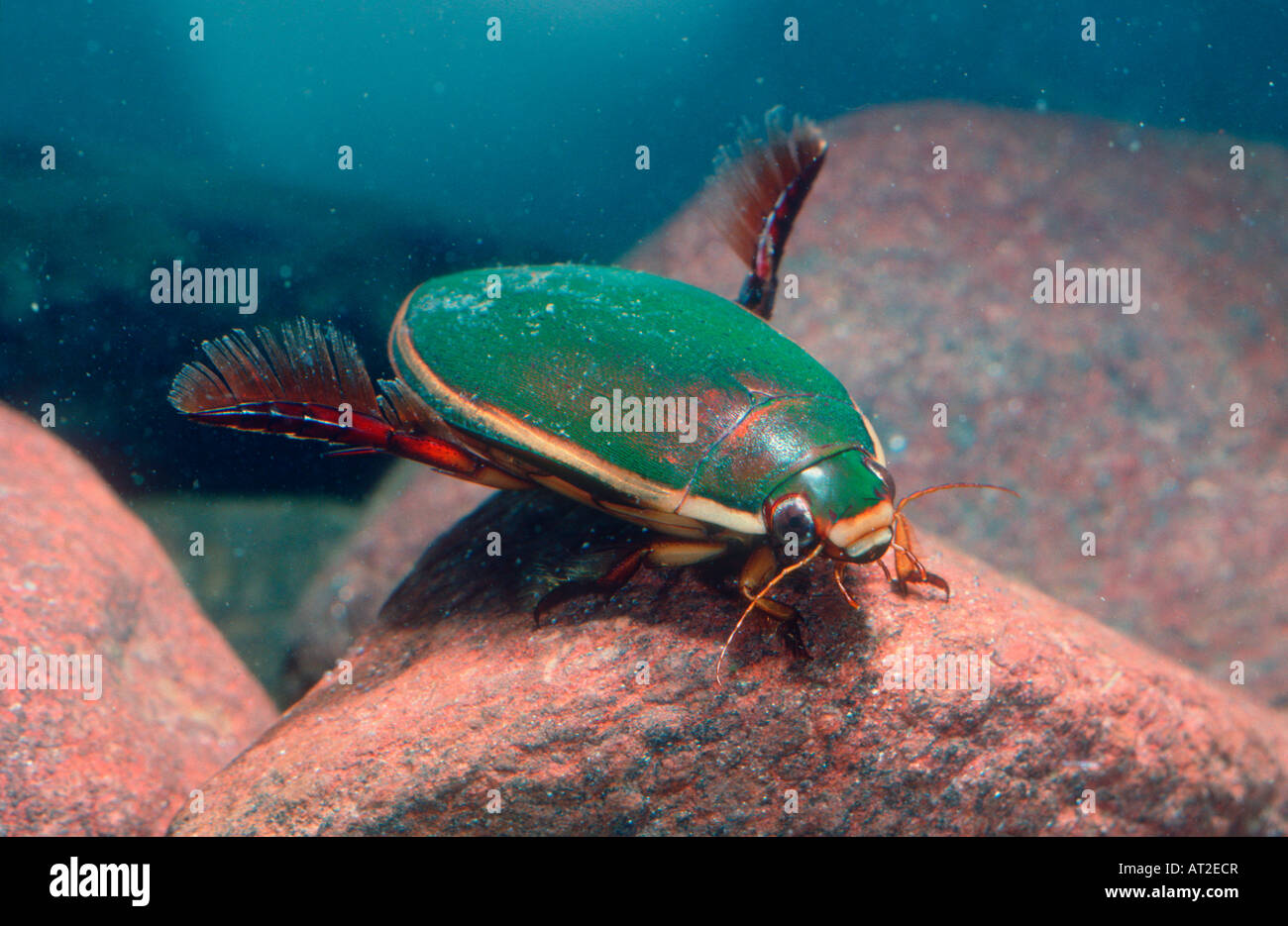 Water or Diving Beetle, Cybister lateralimarginalis. On pond. Underwater Stock Photo Alamy