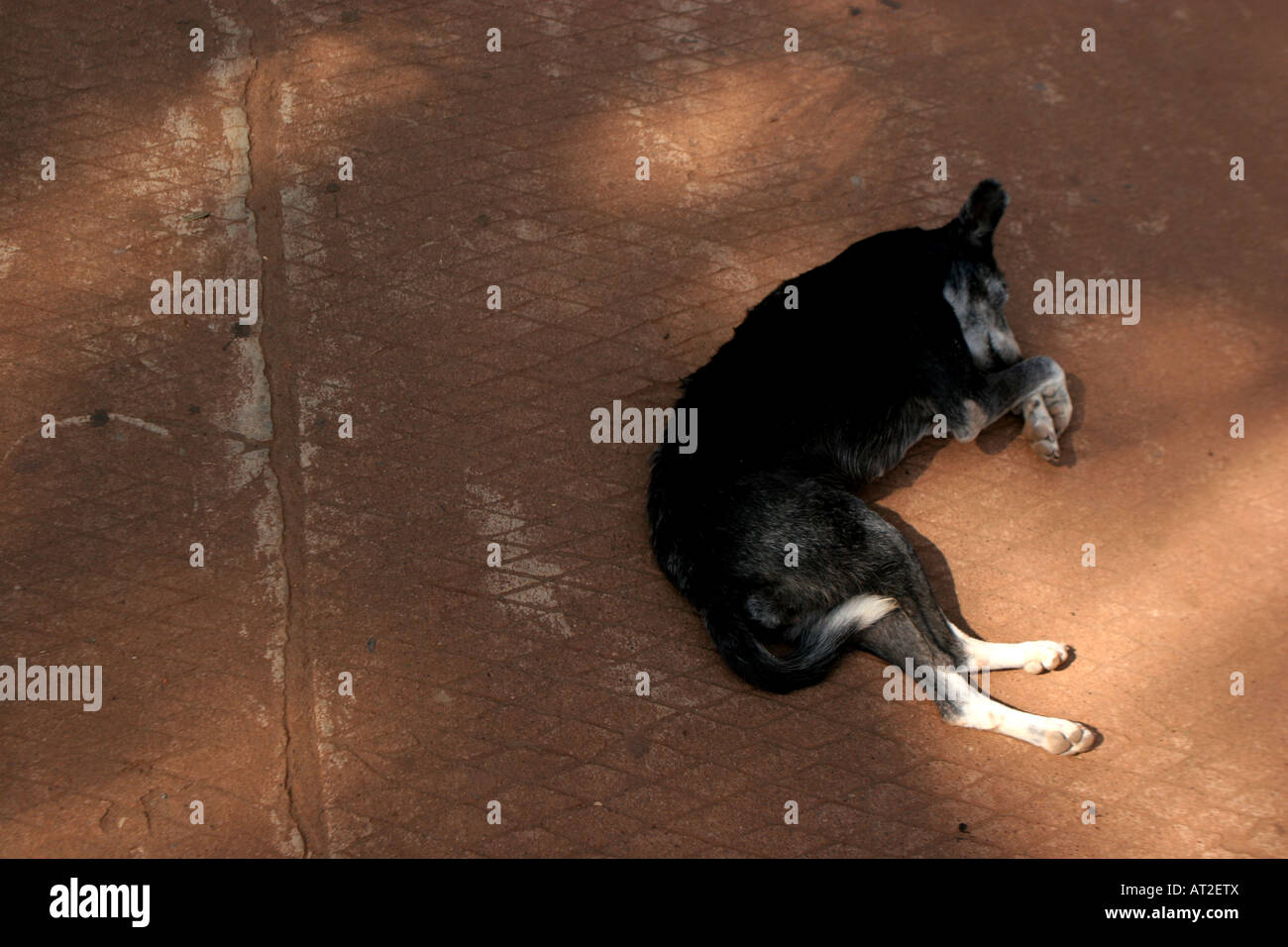 A sleeping dog curls up in mid day sun Stock Photo