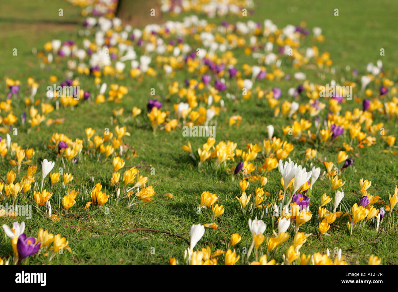 multicolour crocuses carpet Iridaceae growing on grassland in springtime Stock Photo