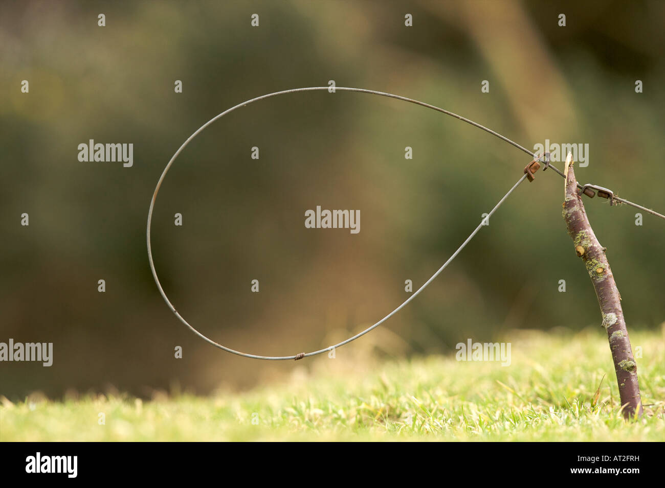 Snare hi-res stock photography and images - Alamy