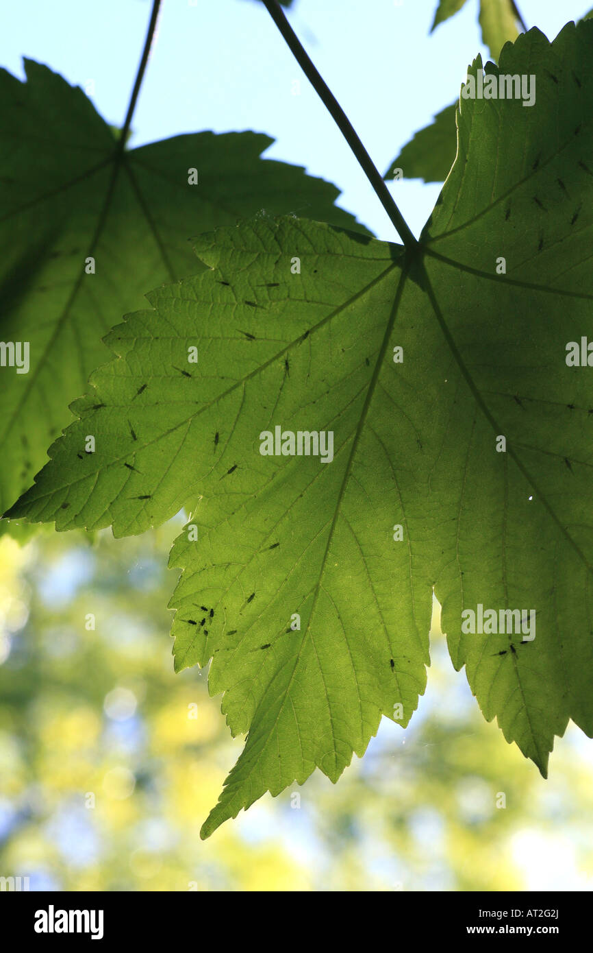 Sycamore Acer pseudoplatanus leaf Stock Photo