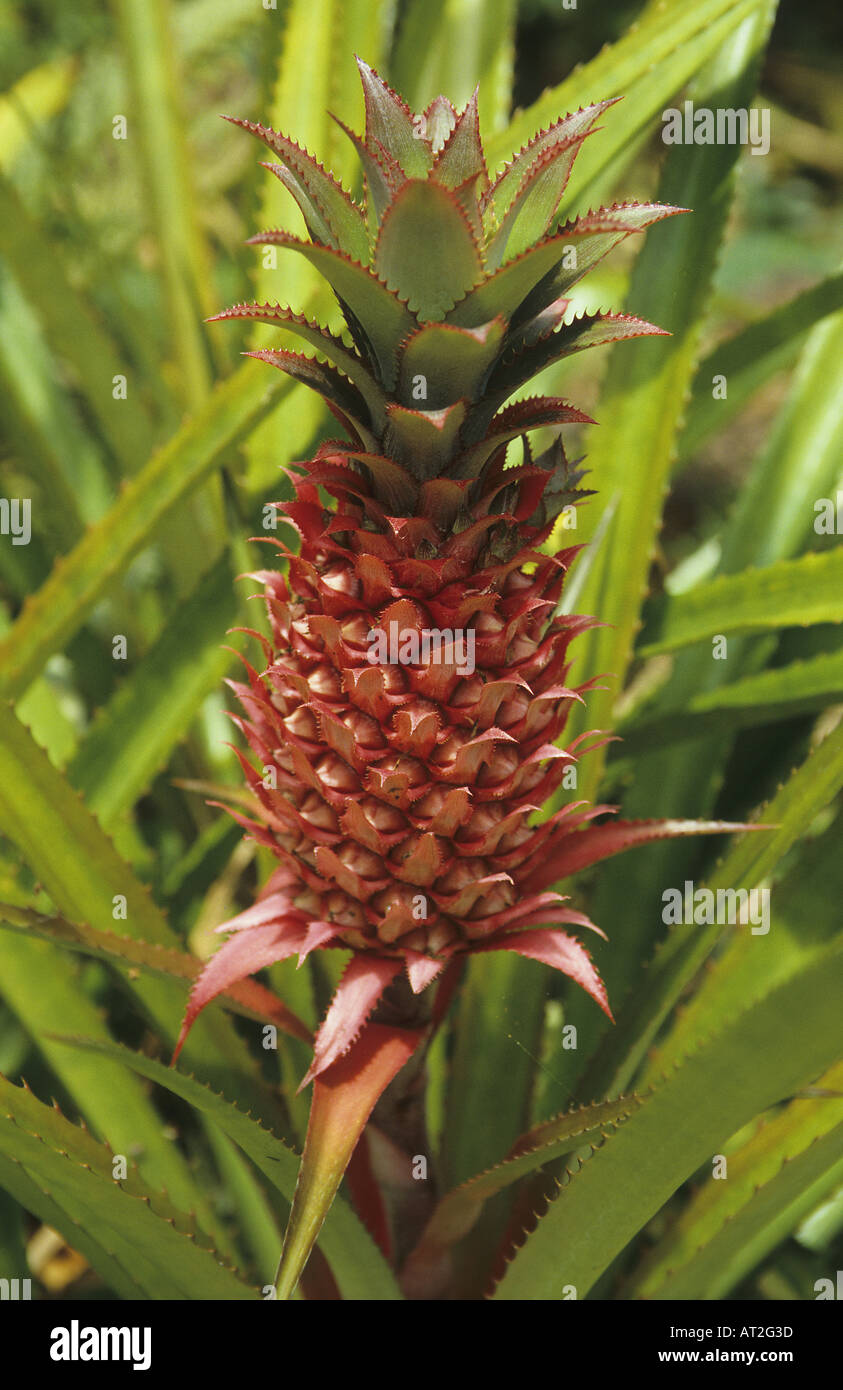 Pineapple of the Ananas diable Reunion Island France Stock Photo