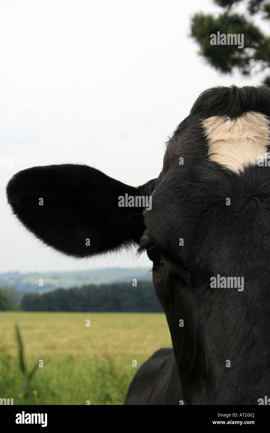 Healthy dairy cow hi-res stock photography and images - Alamy