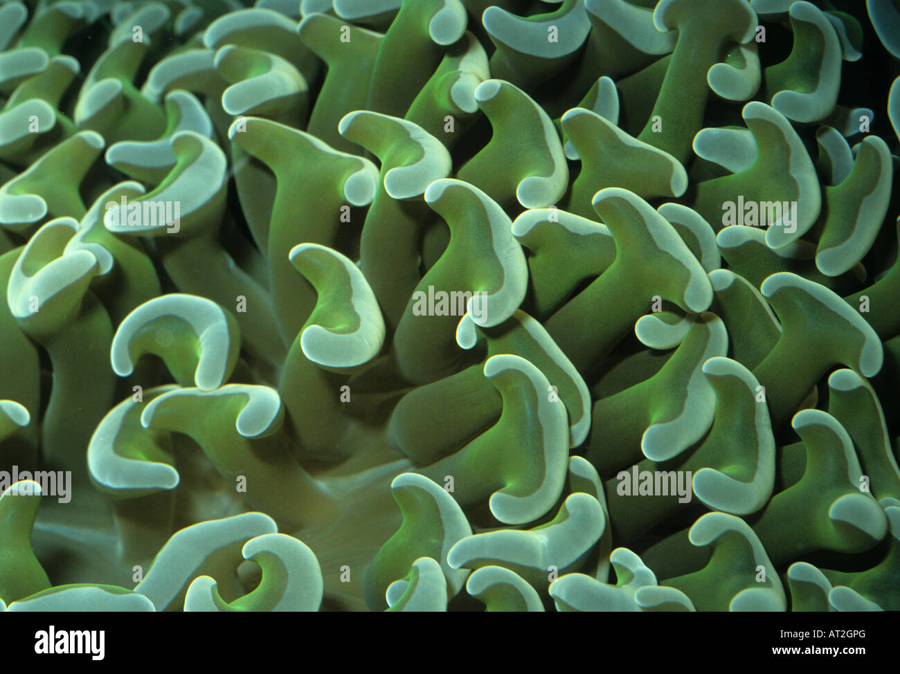 Euphyllia ancora, hard coral of Indo-Pacific. Stock Photo