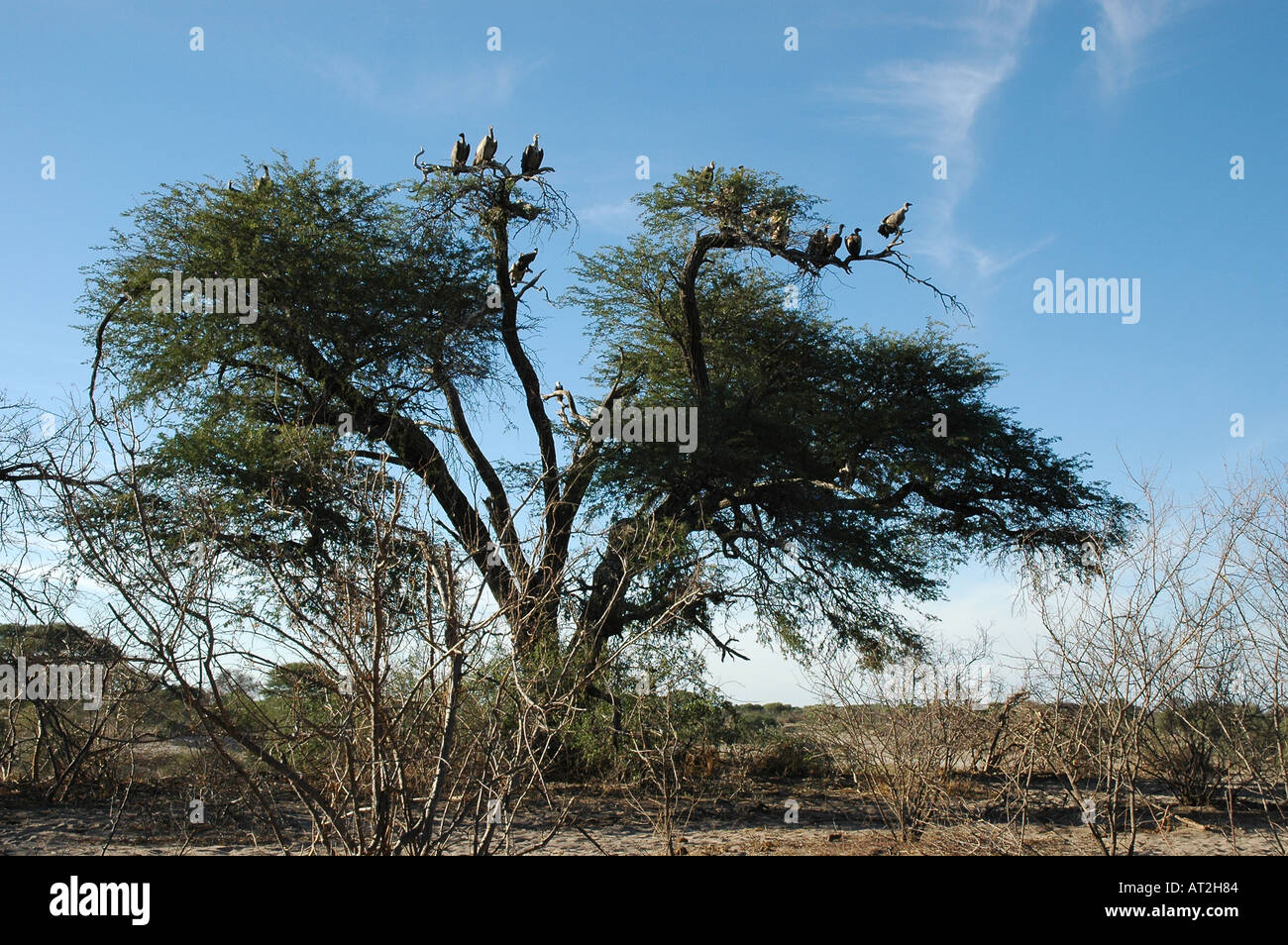 Tree full of vultures in midday heat near Meno a Kweno in Botswana southern Africa Stock Photo
