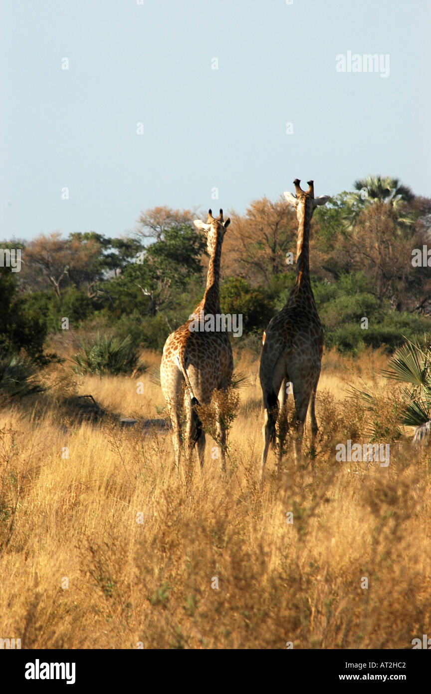 2 two pair partners Giraffe Giraffa camelopardalis in late afternoon Tubu Tree safari nature reserve Botswana southern Africa Stock Photo