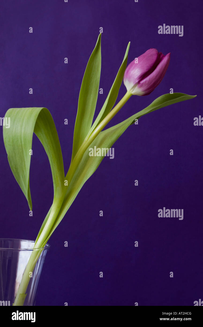 Large Tulip Vase in Ultraviolet main image 1