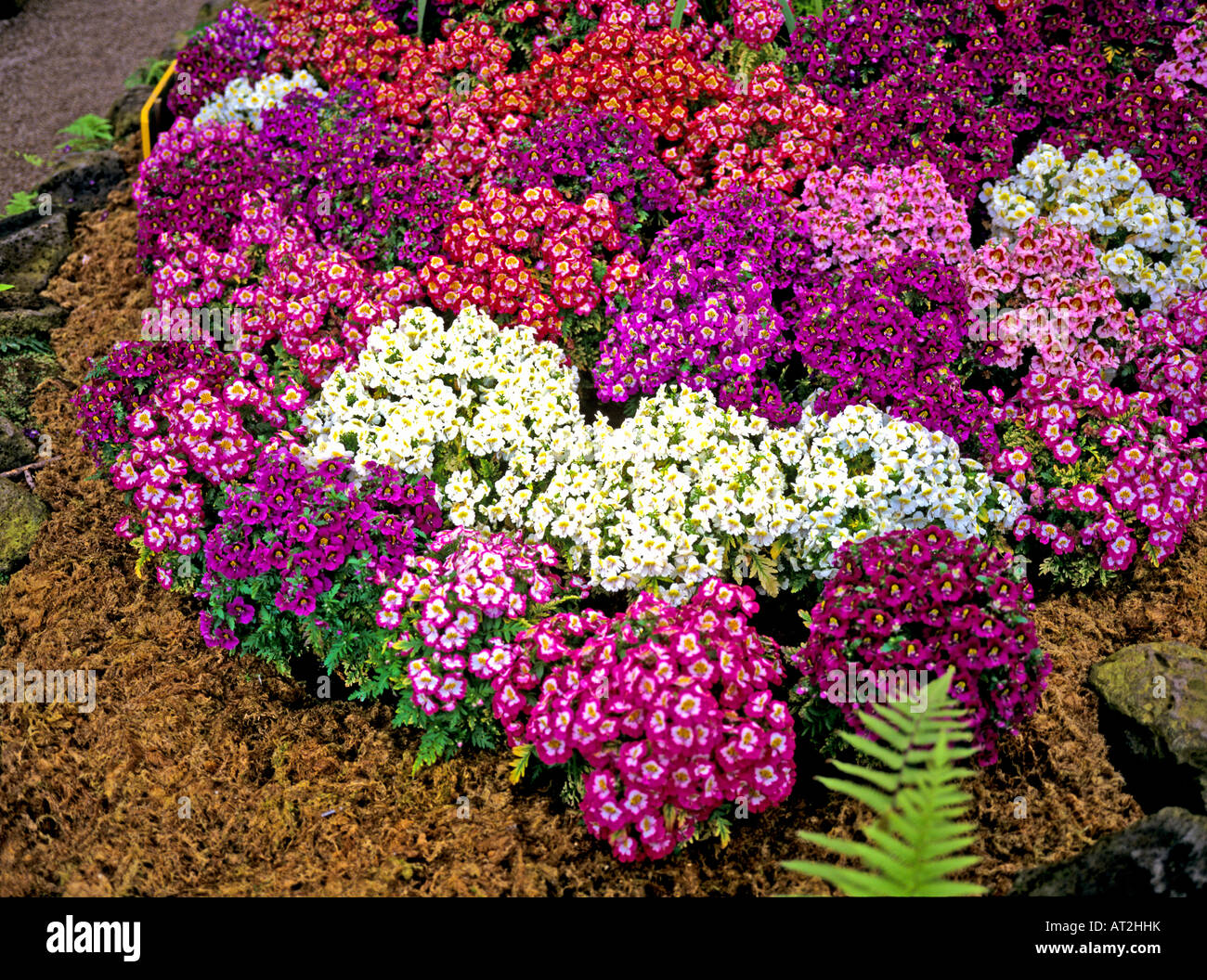Schizanthus flowers in October Stock Photo