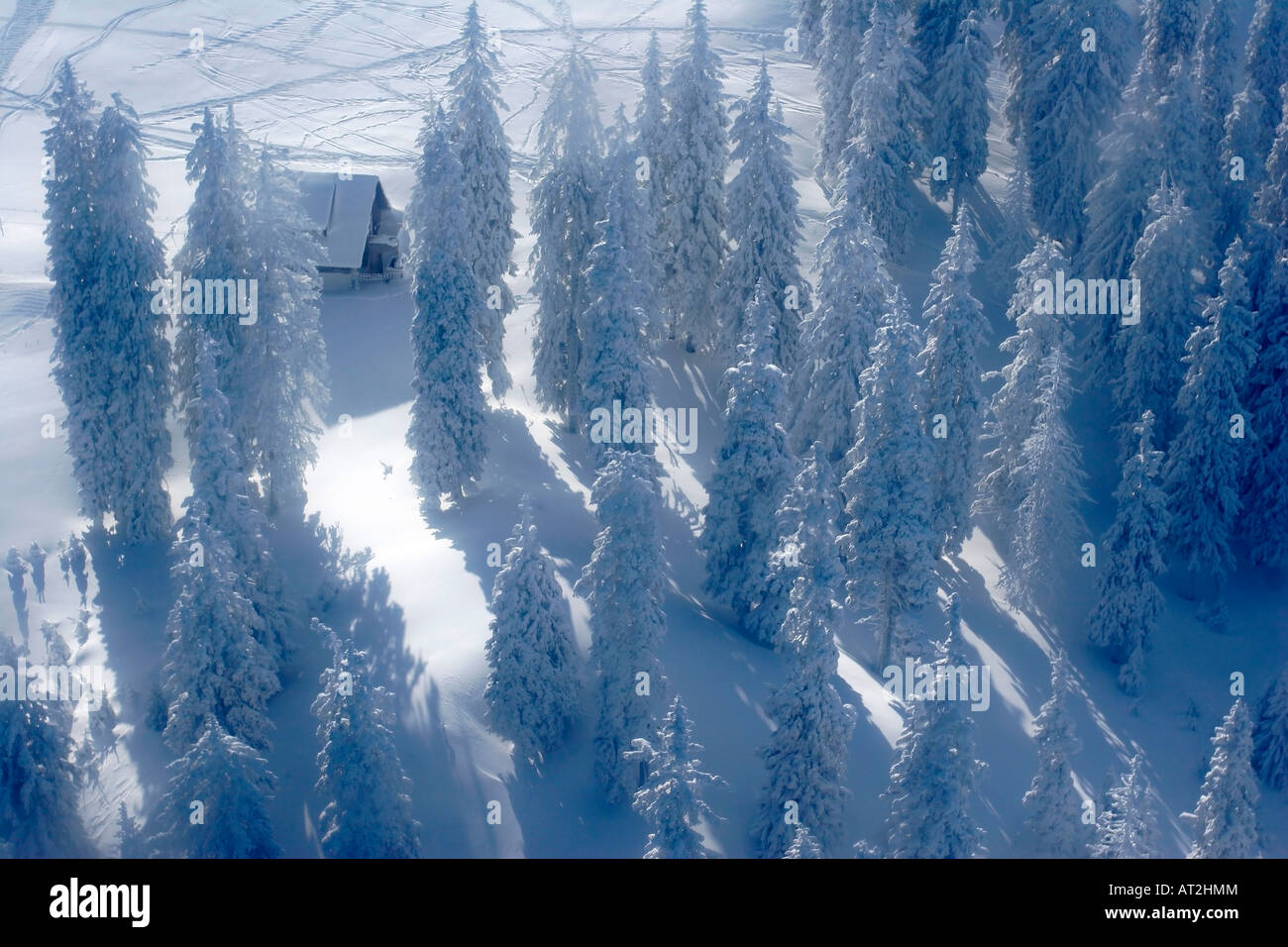 Pine trees covered by snow Stock Photo - Alamy